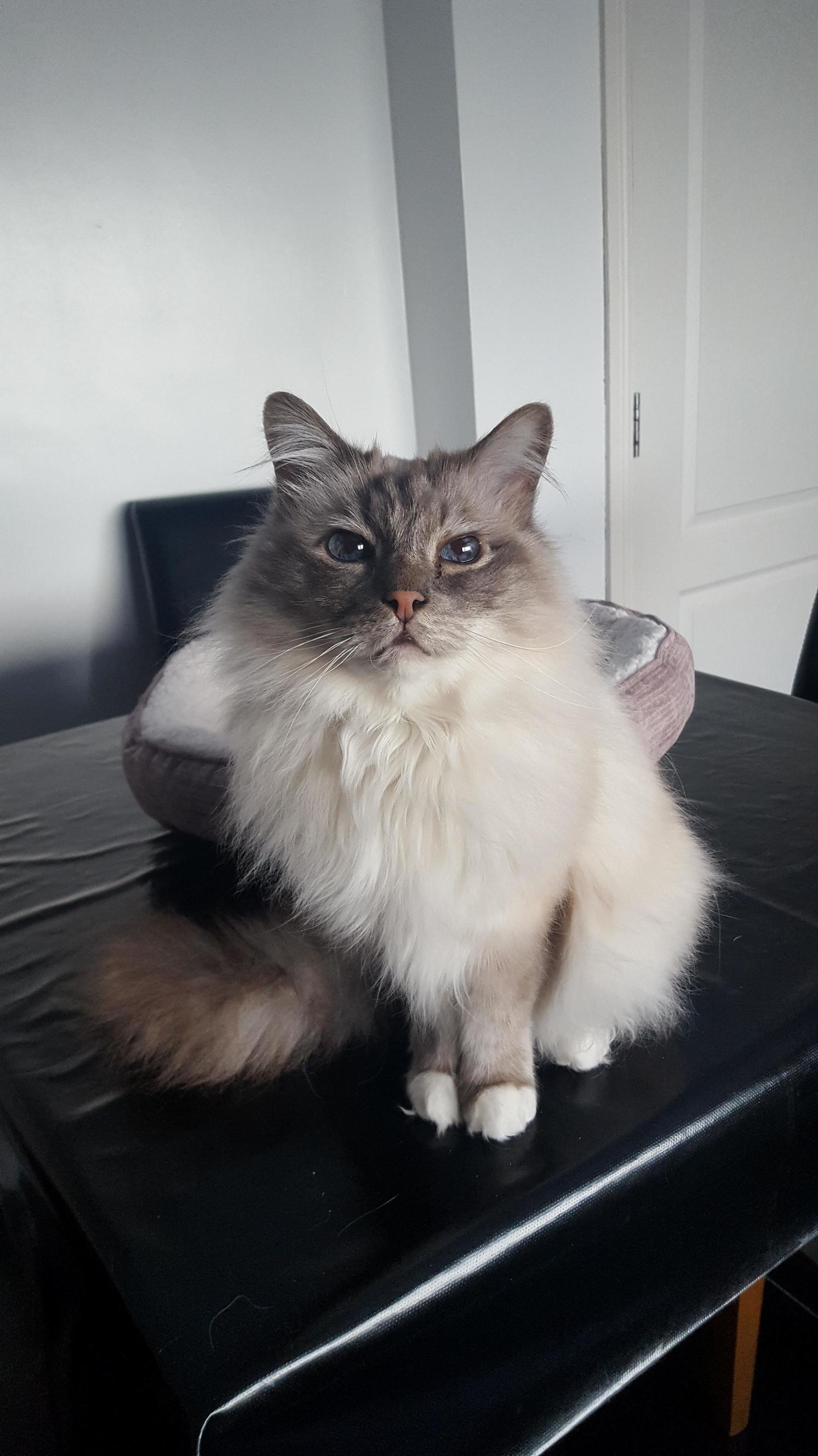 Meet Pelle!