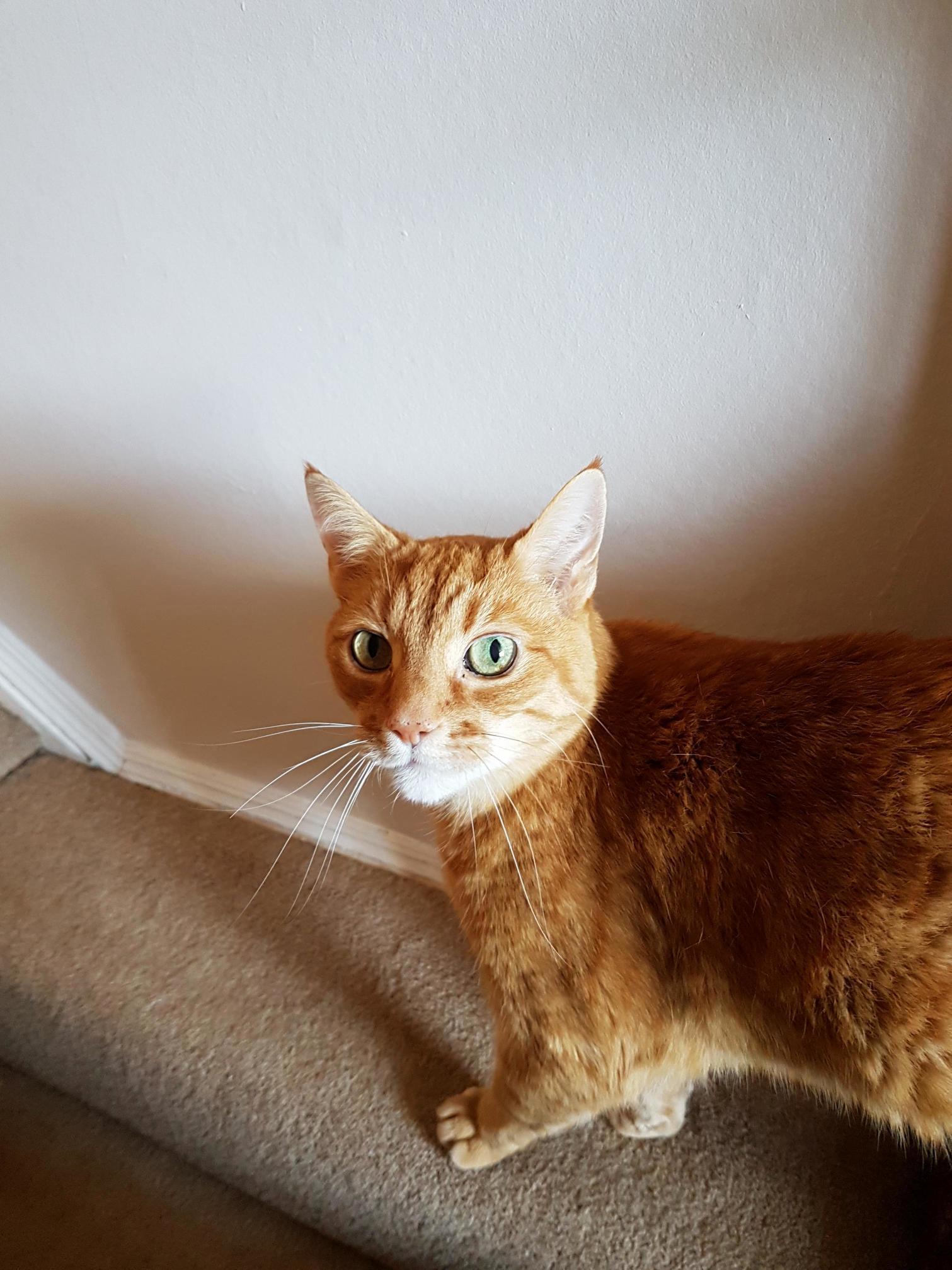 Meet Pippin, My 13 Year Old Cat