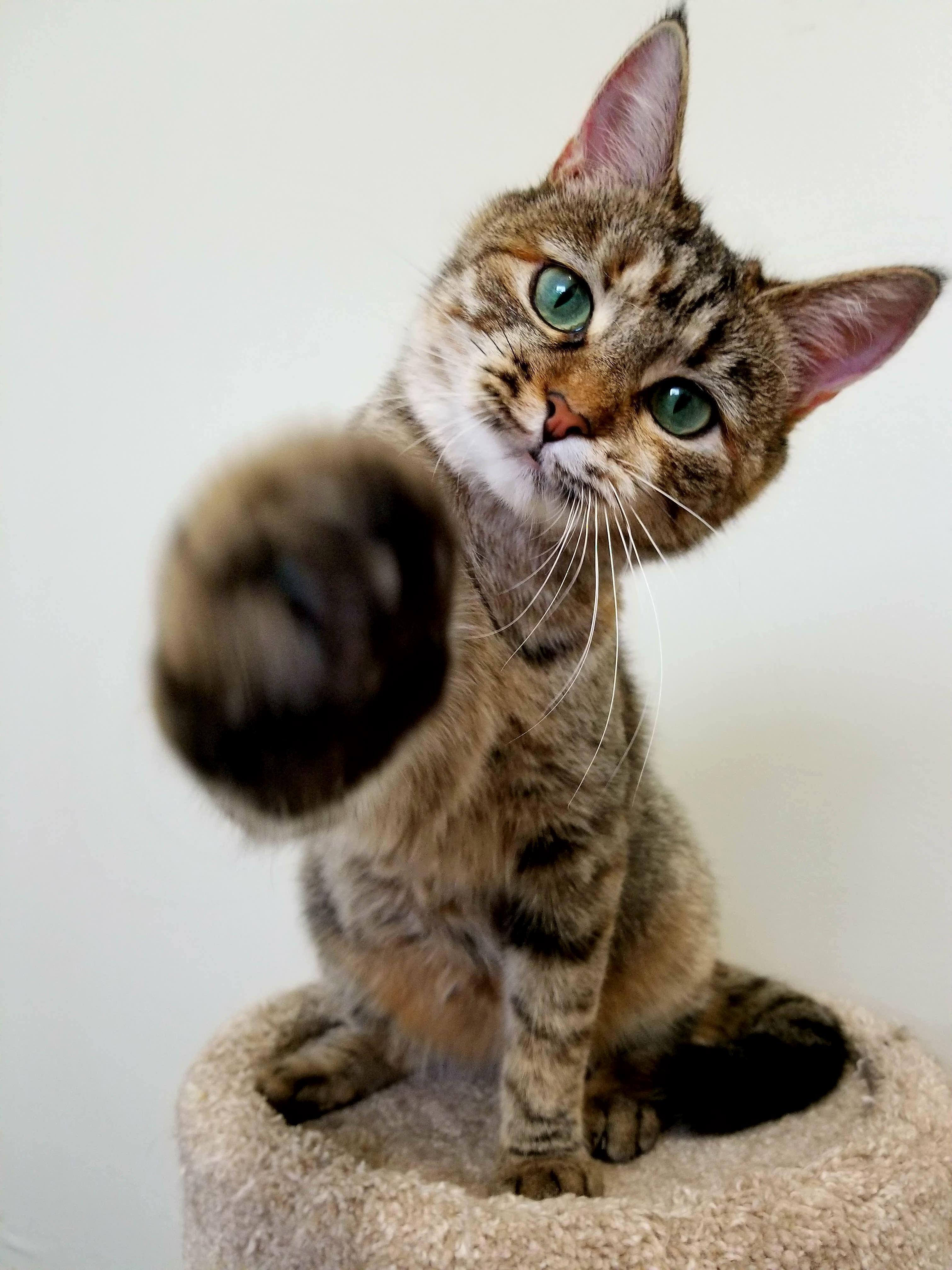 Meet Ruby, the Last Remaining Kitty from My Most Recent Batch of Fosters!