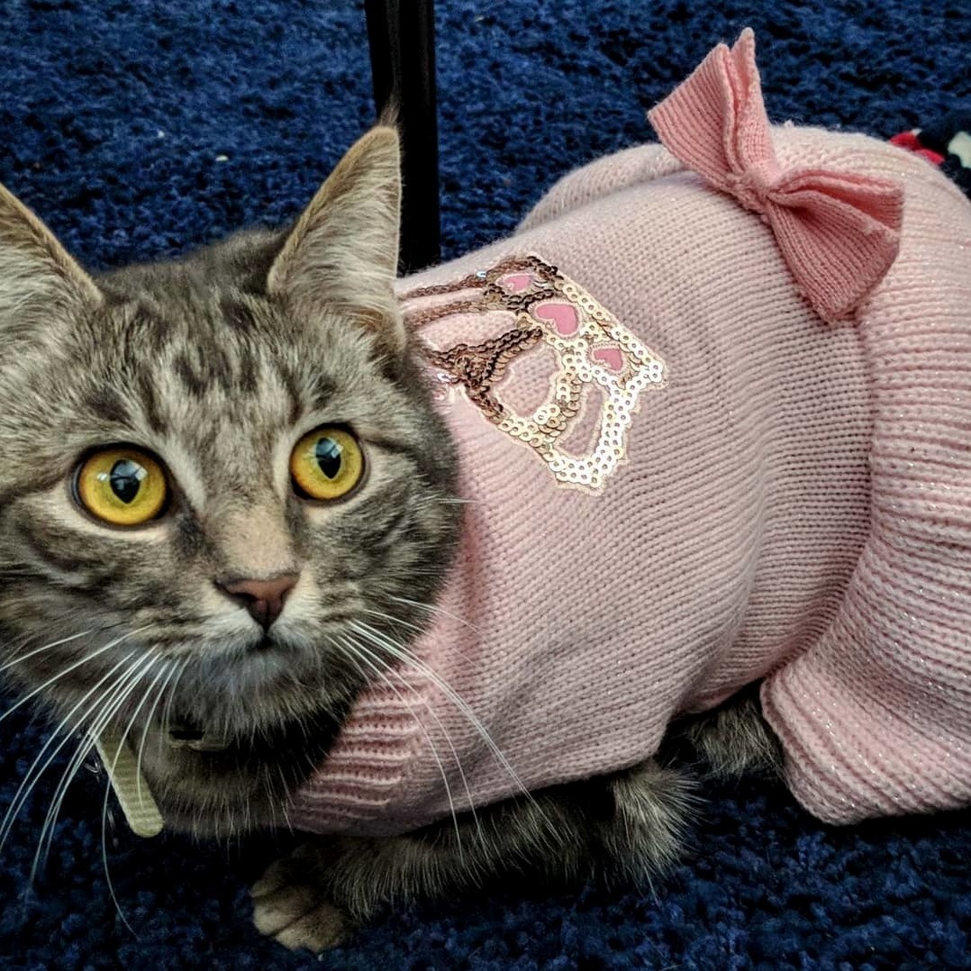 Mia Looks Adorable in Her Sweater Dress!