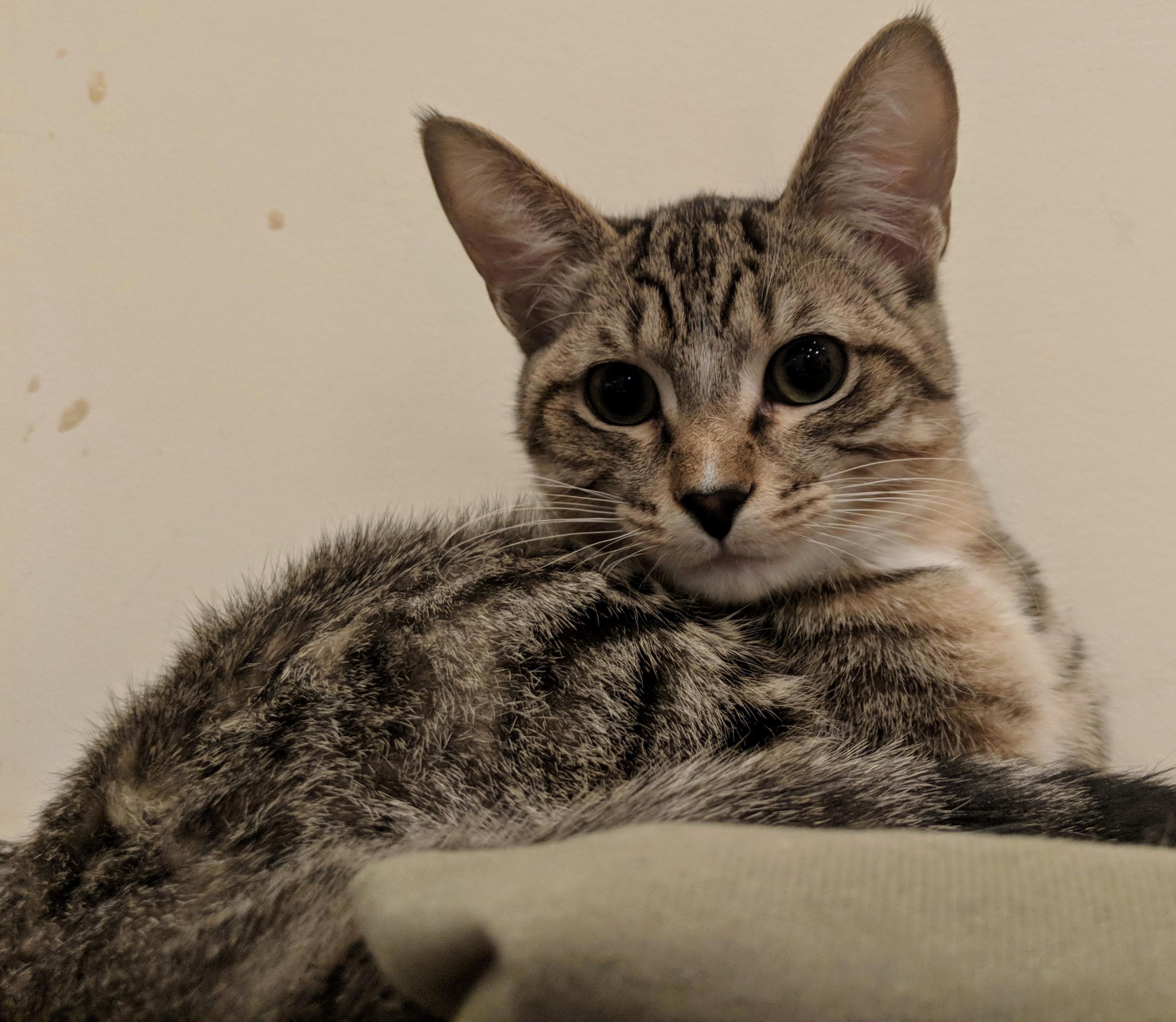 Morty Is Mostly Ears