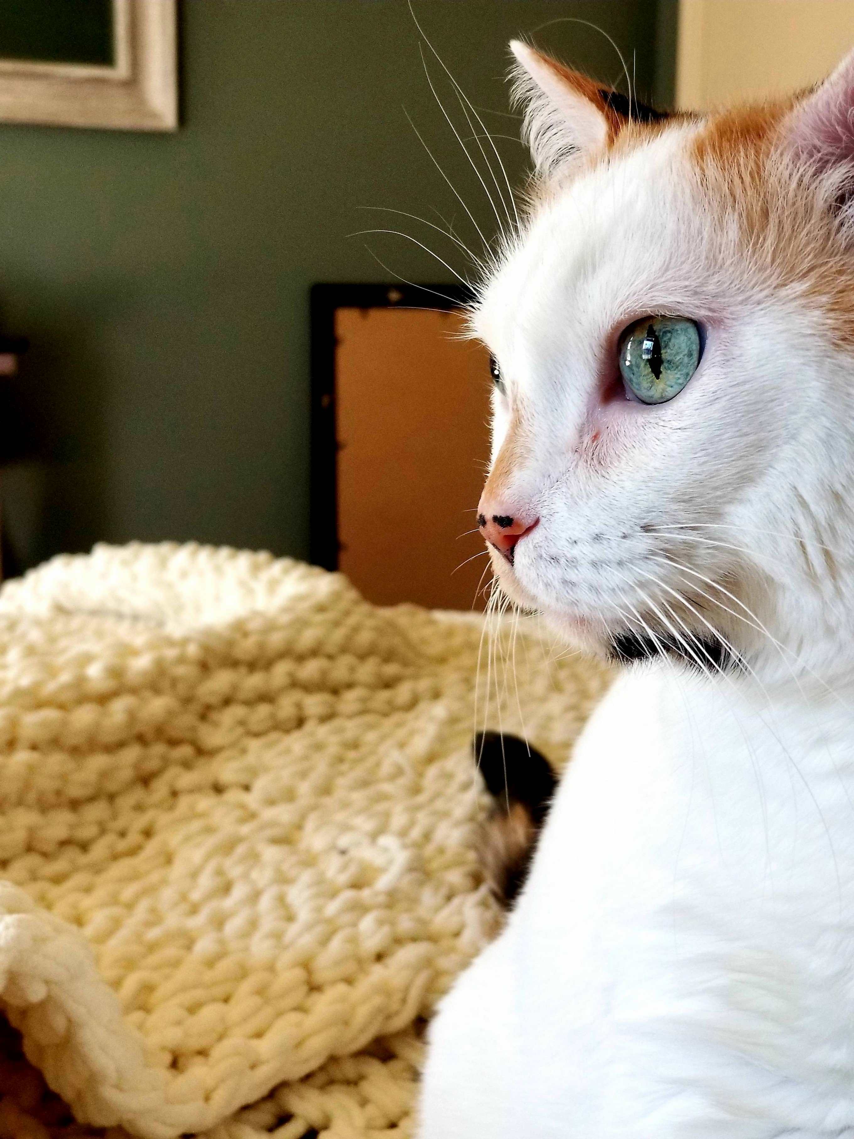 My 13 Year Old Gal, Moxy!