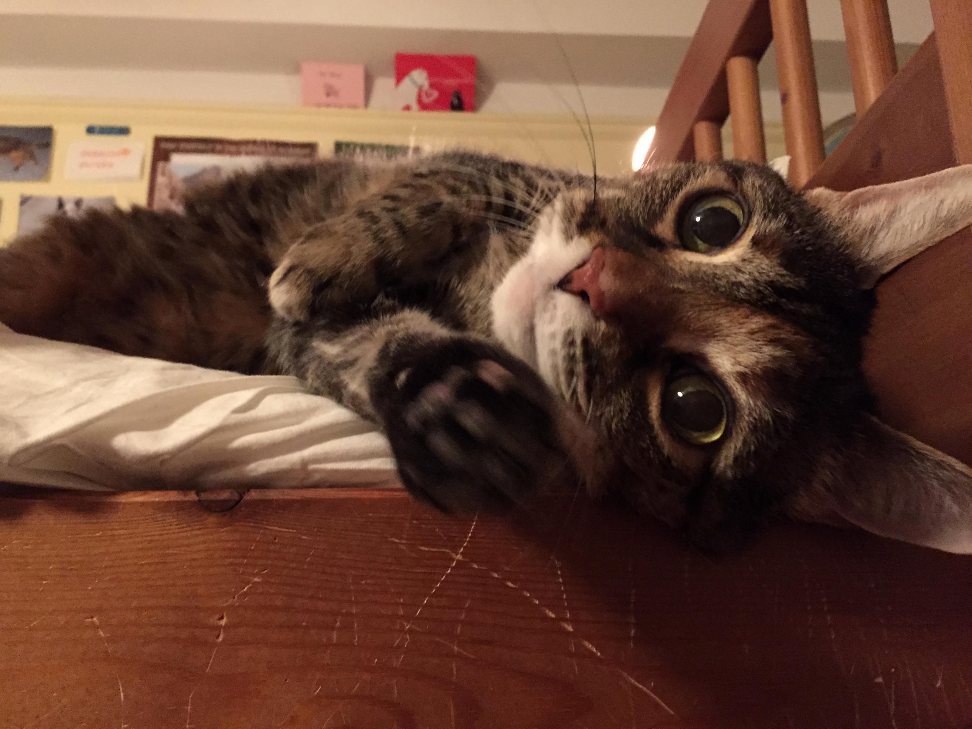 My 17-year-old Cat Back When She Was Younger!