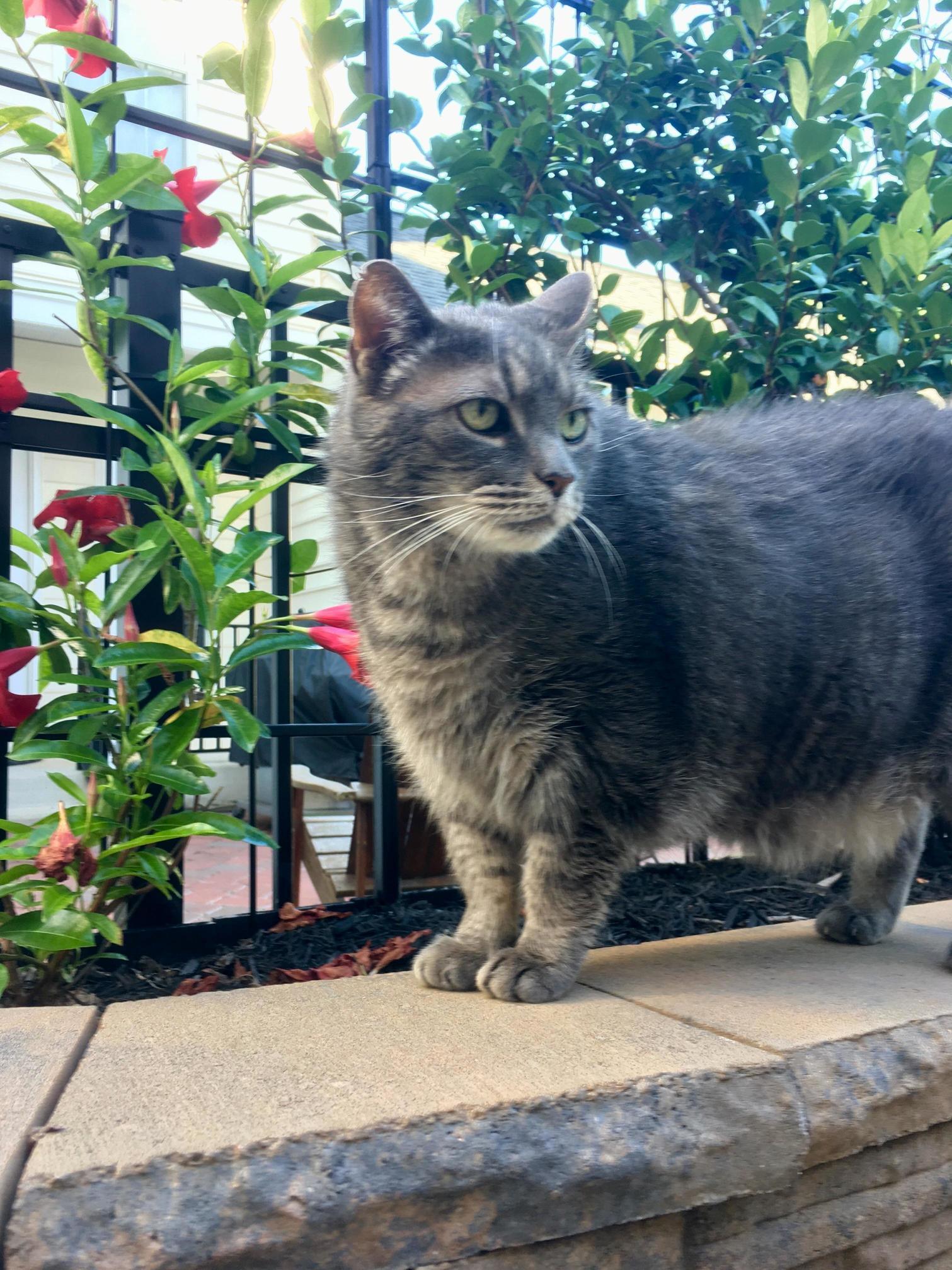 My 17 Year Old Handsome Man Kitty. First a Wild, Tough Barn Cat, Now in His Later Years a Chubby Ball of Adorableness Who Loves Napping in Front of the Fireplace