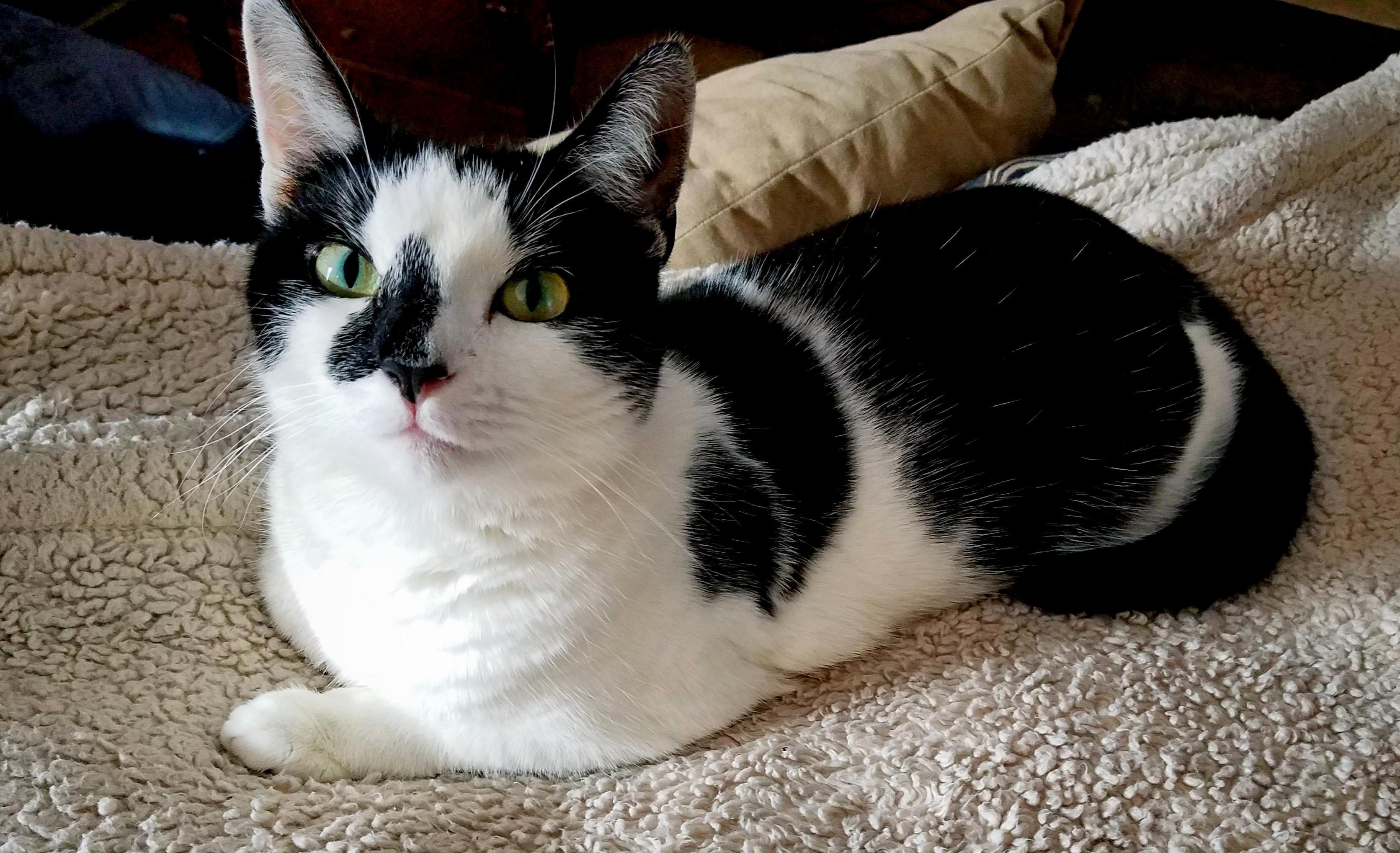 My 4 Year Old Luna. She Has an Upside Down Heart on Her Face