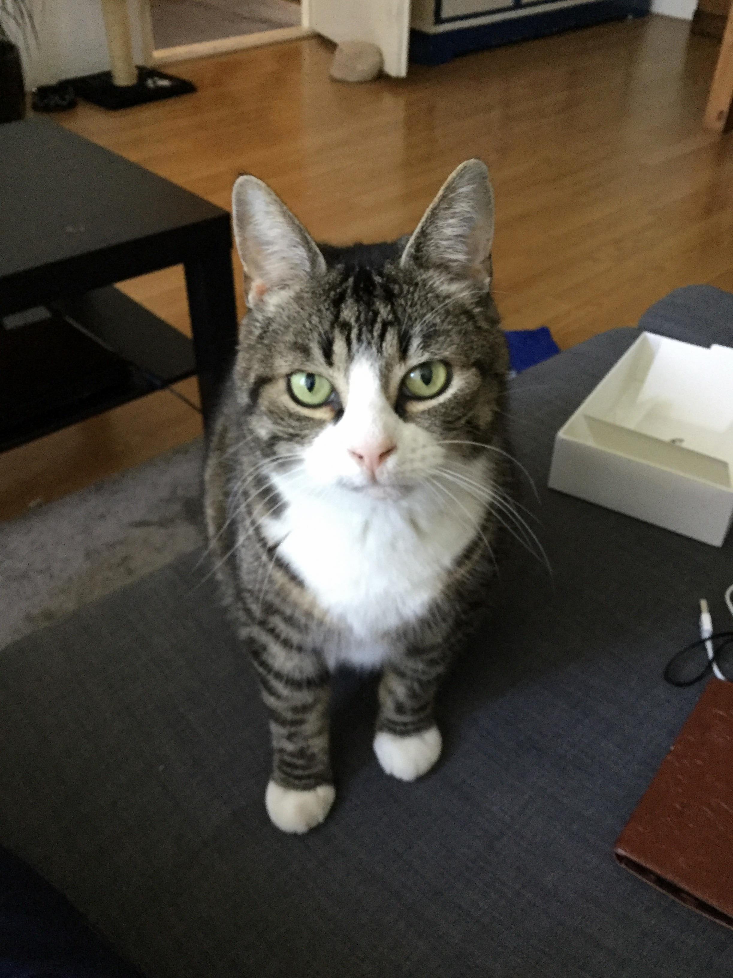 My Adoring Cat 3