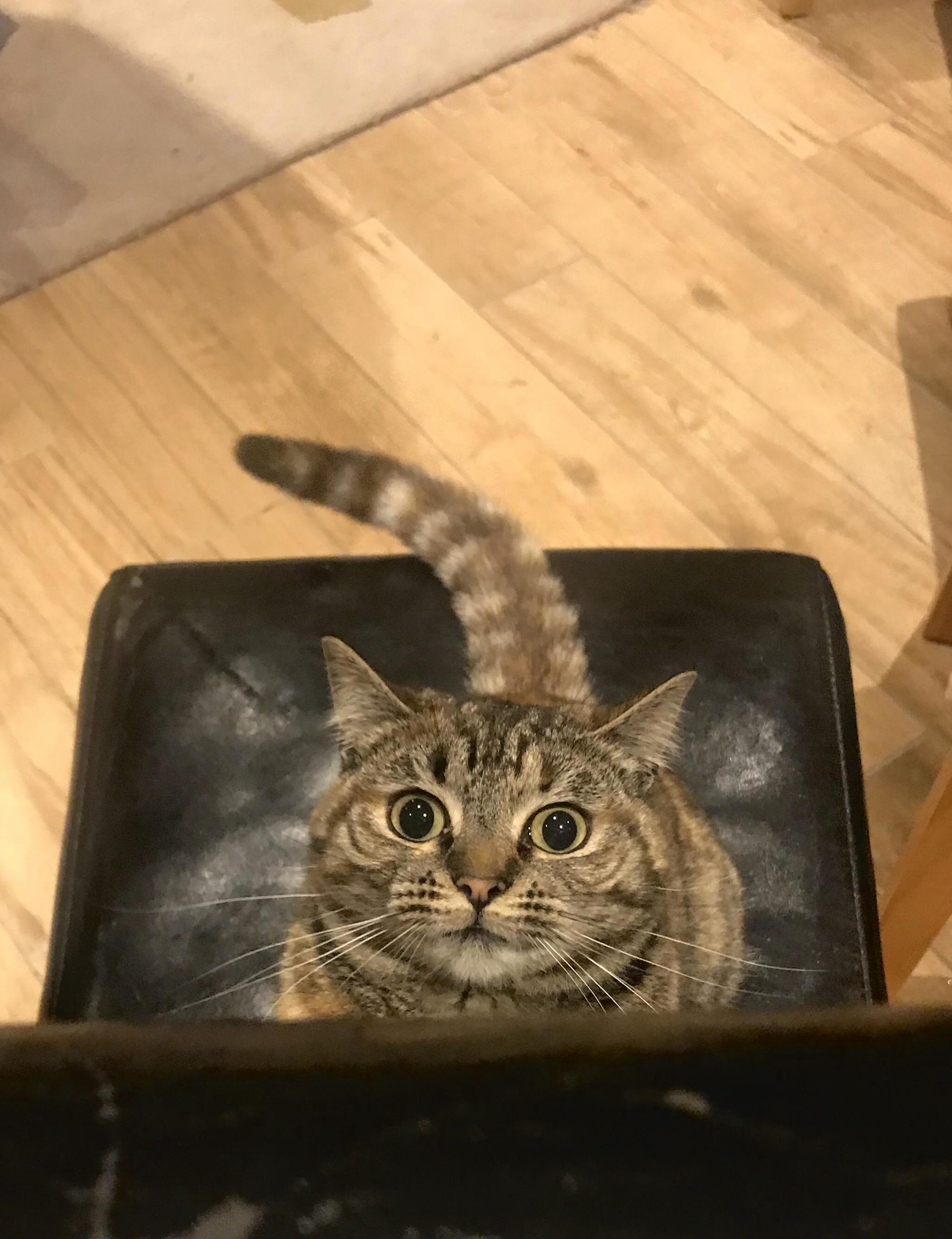 My Auntys Cat Is One Crazy Boy