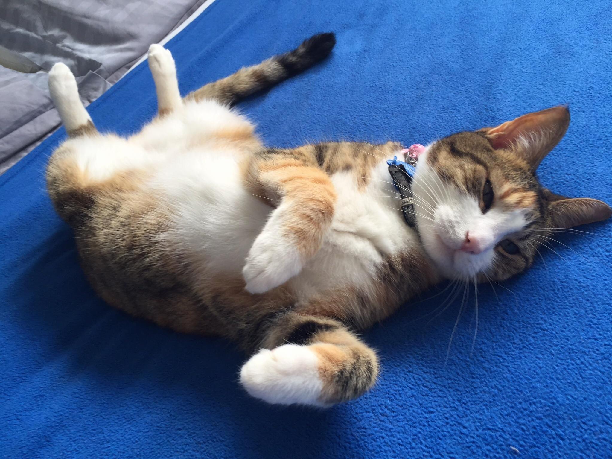 My Baby Has Heart Disease and I Feel So Lost. Heres One of My Favourite Pics of Her. Make Sure Your Kitties Know Theyre Loved