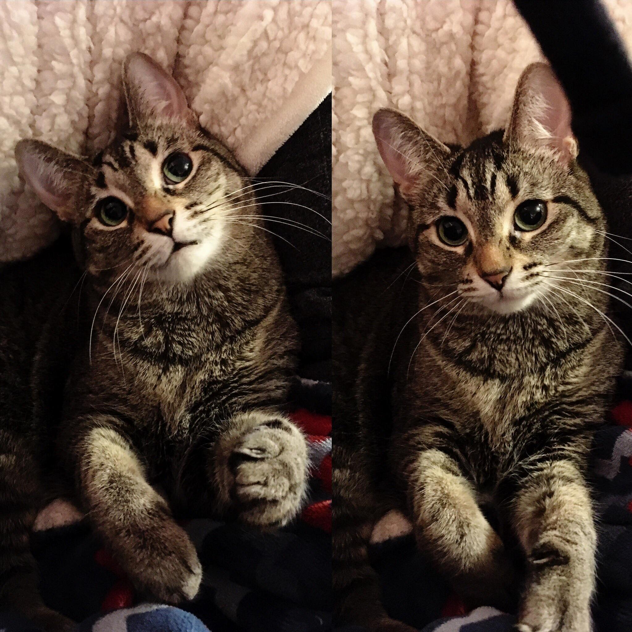 My Baby Nova