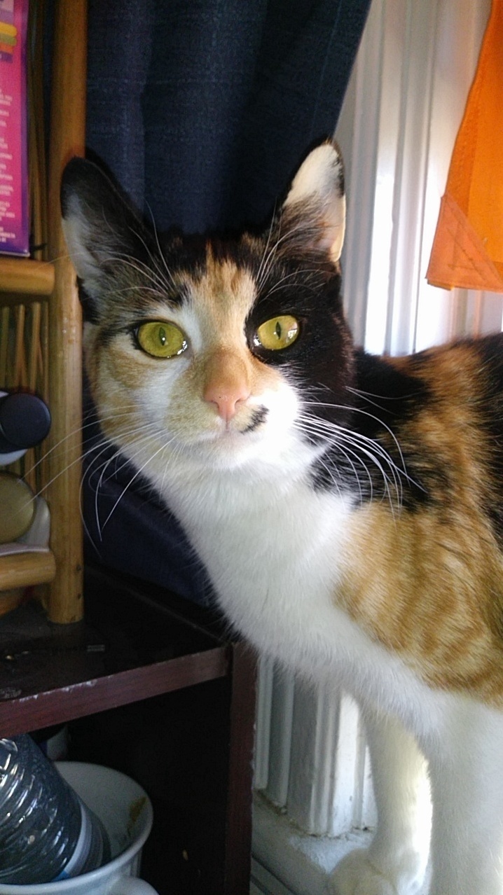 My Beautiful Girl, Nahla. (Shes My First Cat!)
