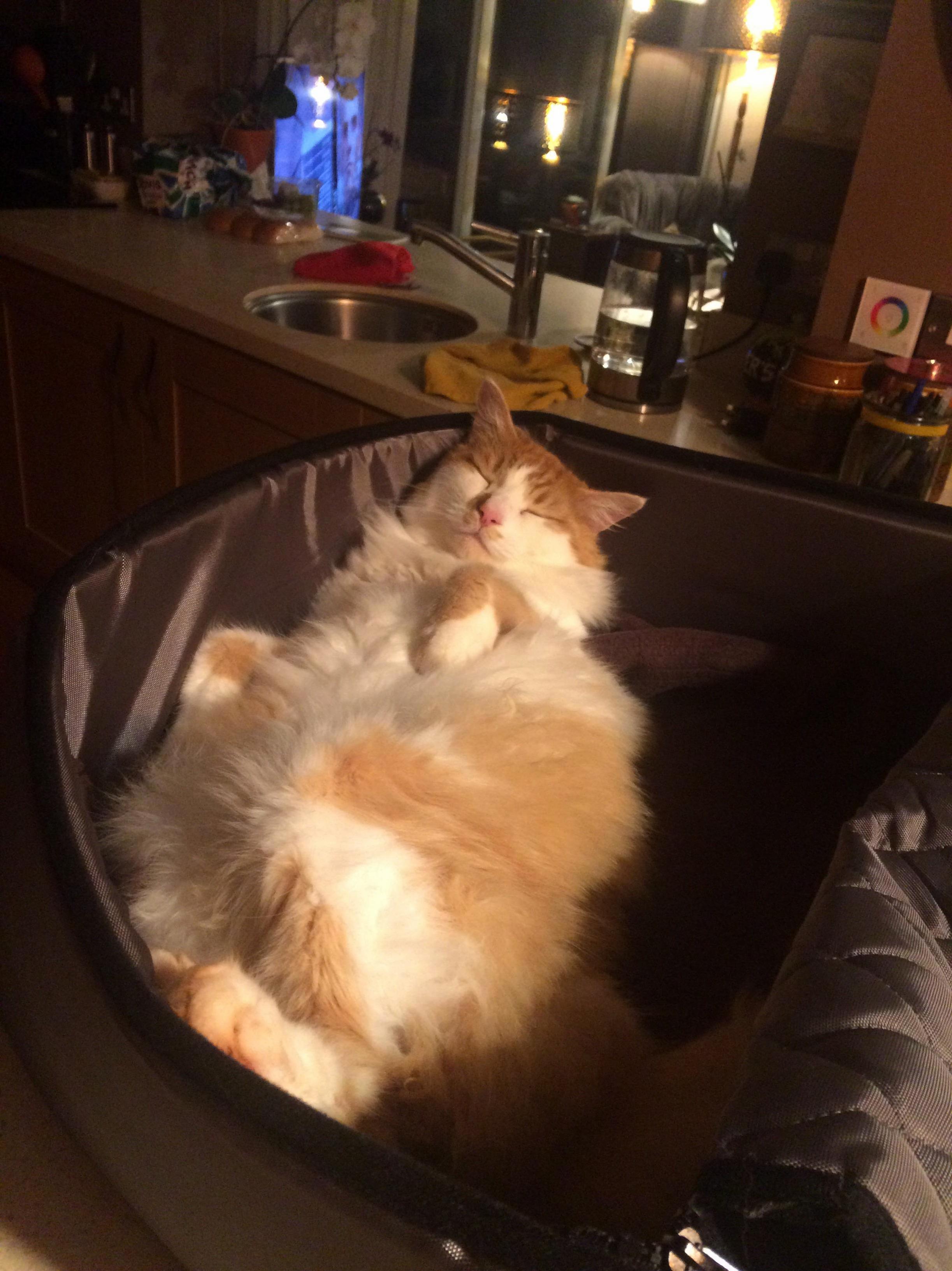 My Best Buddy Just Chillin