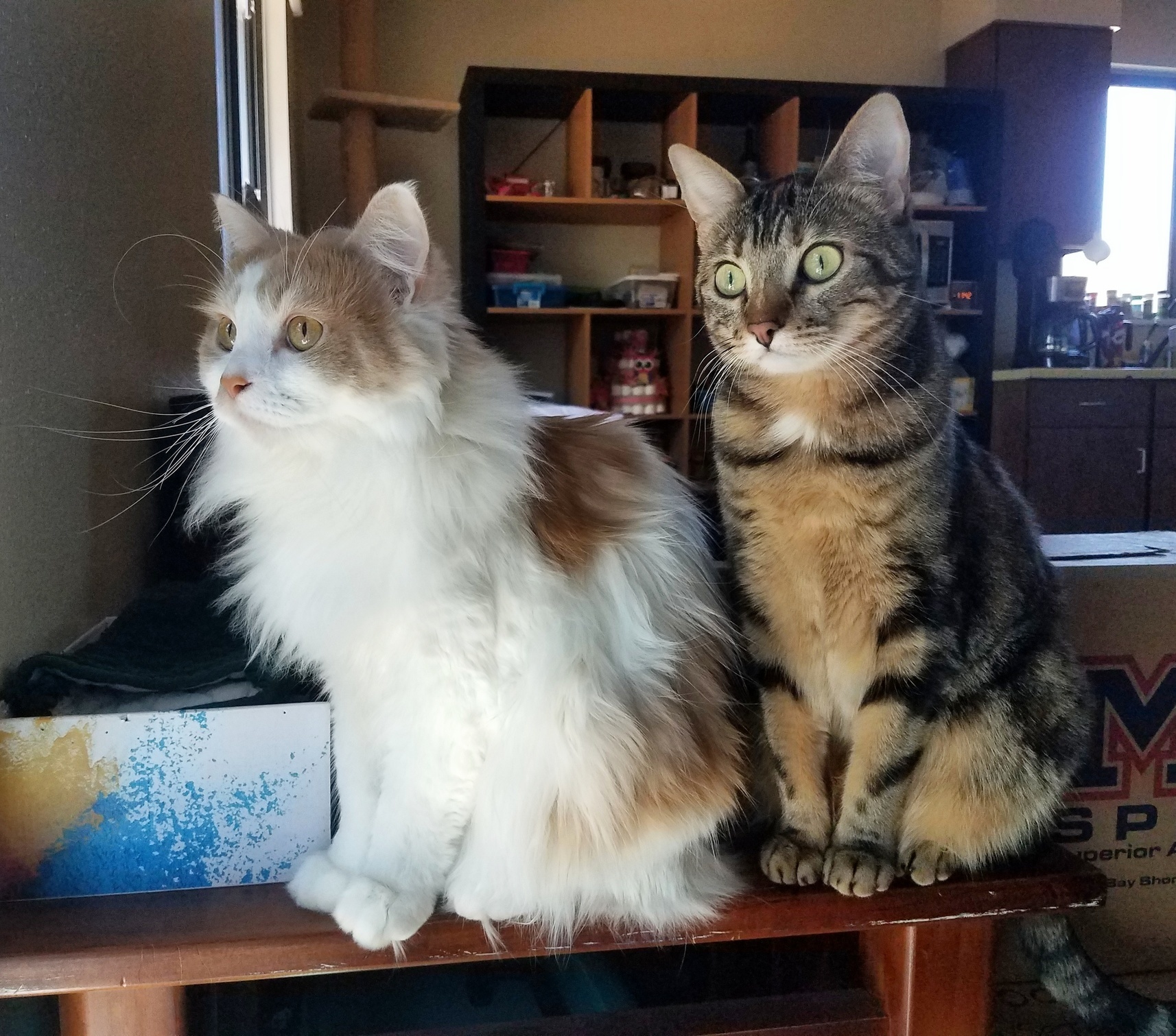 My Birdwatchers, Marshmallow and Mocha