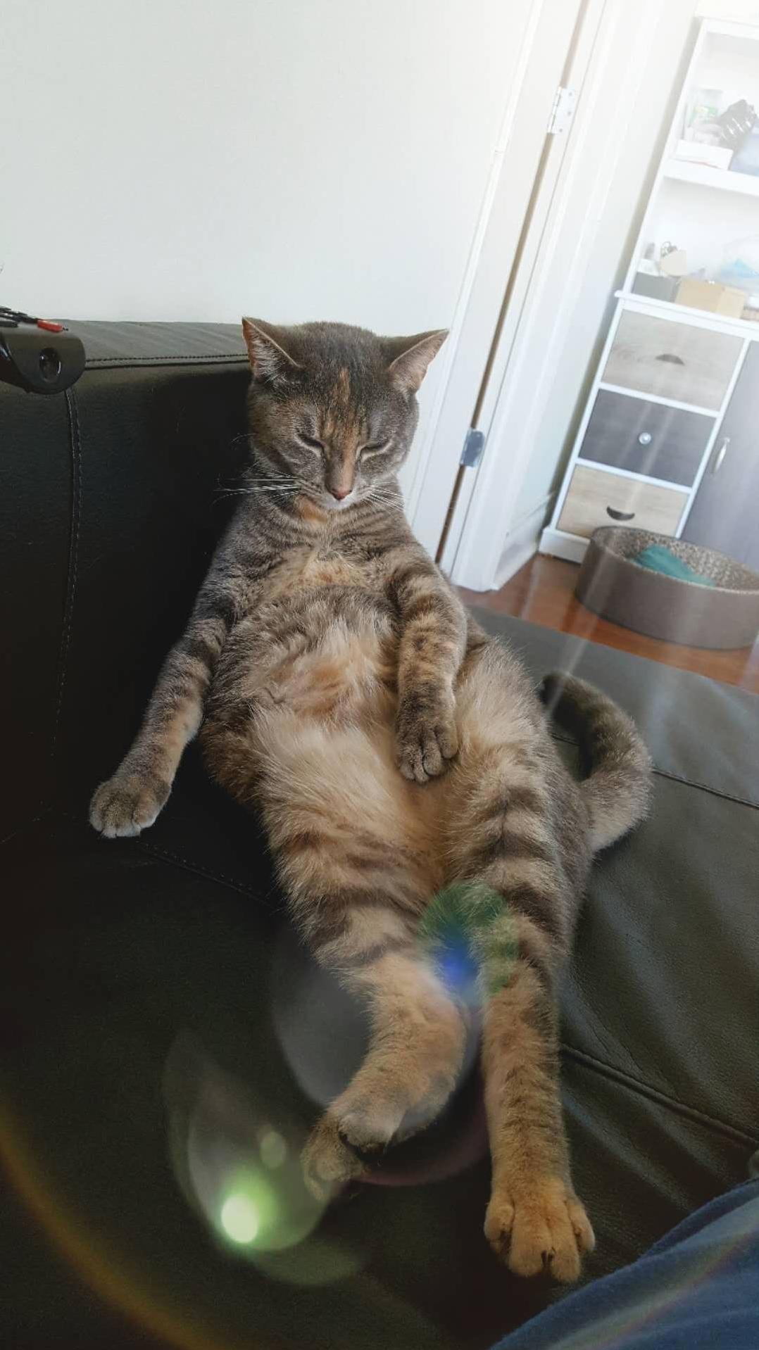 My Cat Contemplating Life ... or Foods ... or Just About to Fall Asleep ...