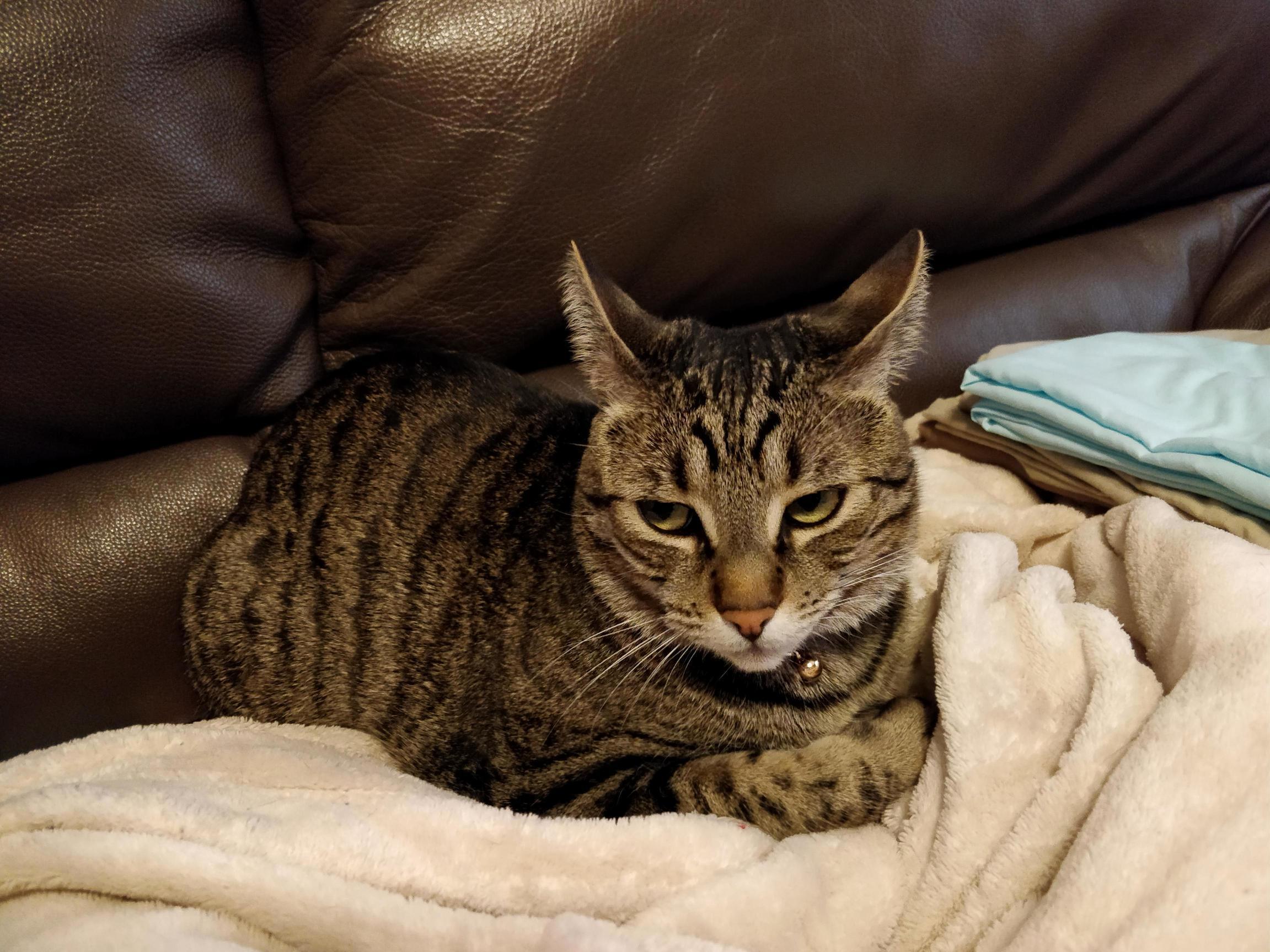 My Cat Doesnt Like Being Woken Up for Kisses