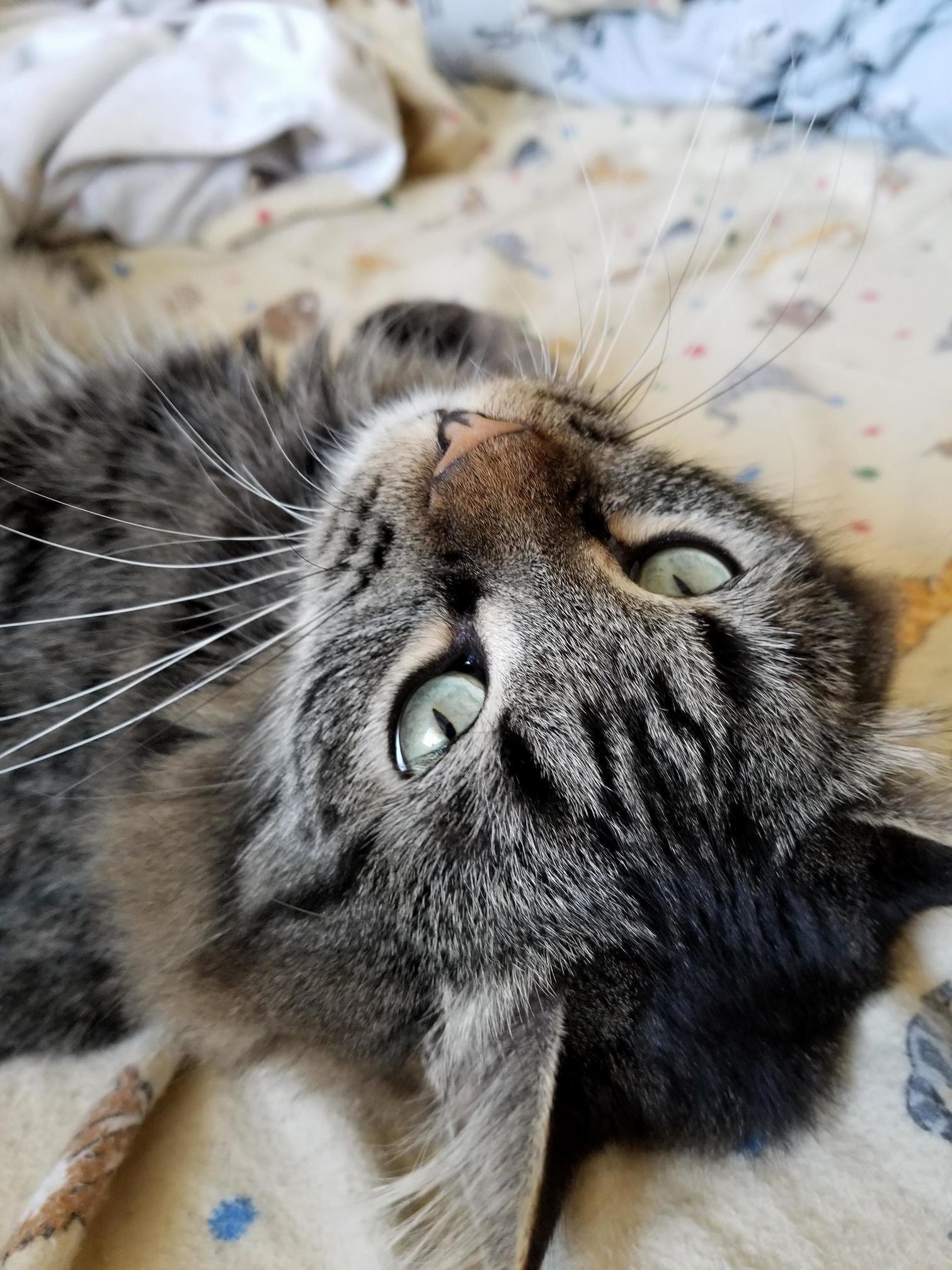 My Cat Has Watery Eyes. Is That Bad Never Seen It Before Until Today.
