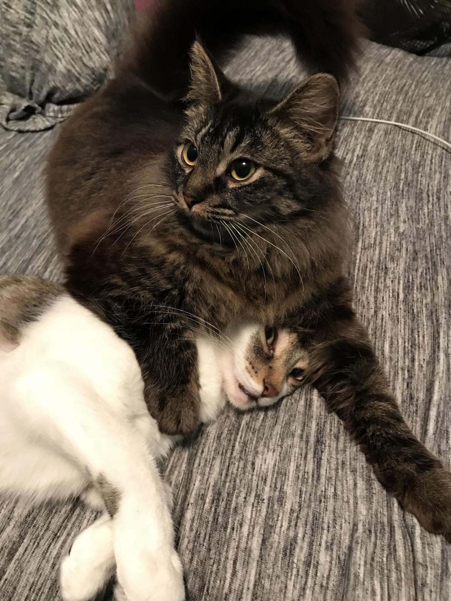 My Cat Has Yet to Learn Boundaries