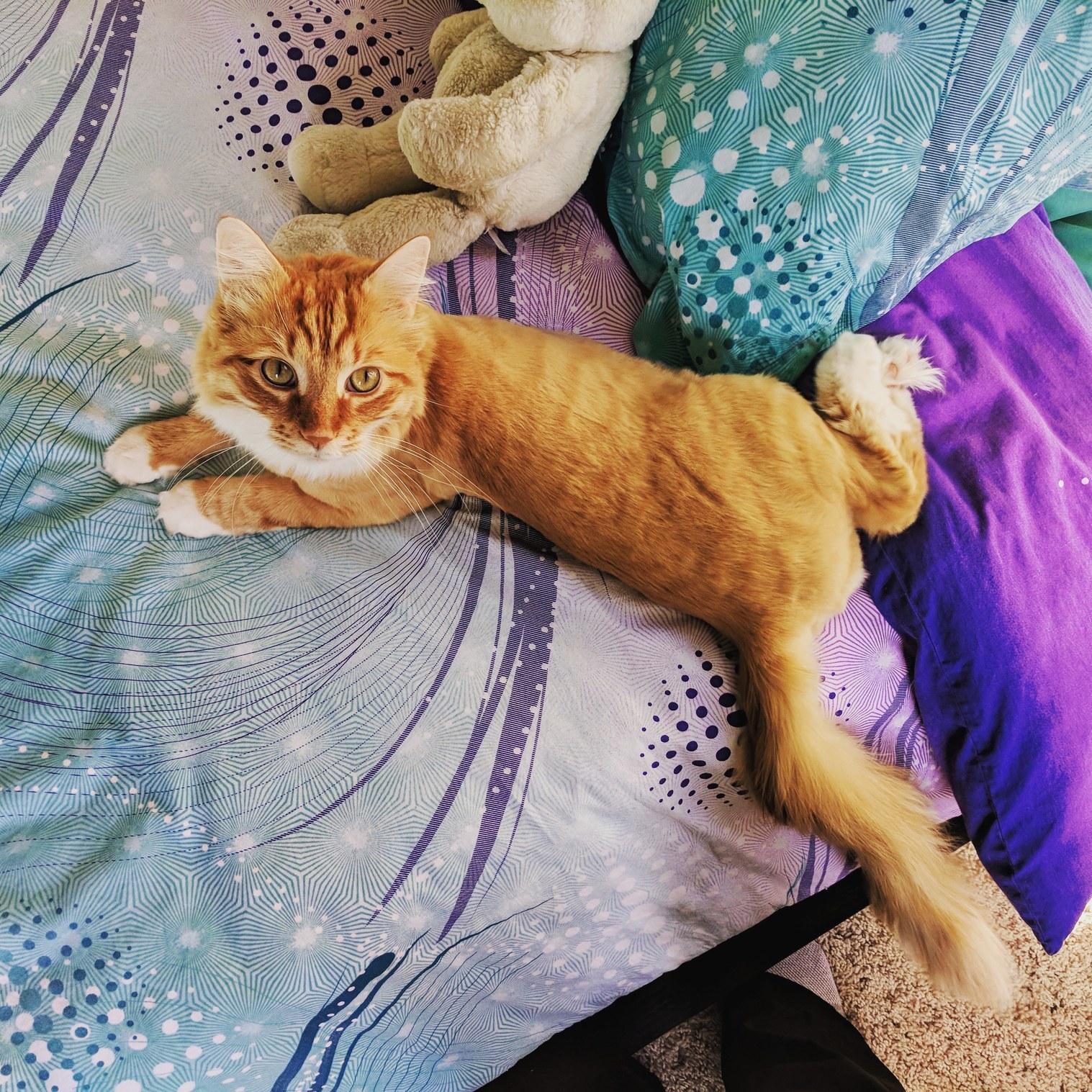 My Cat Is Liquid. Twisted Kitty.