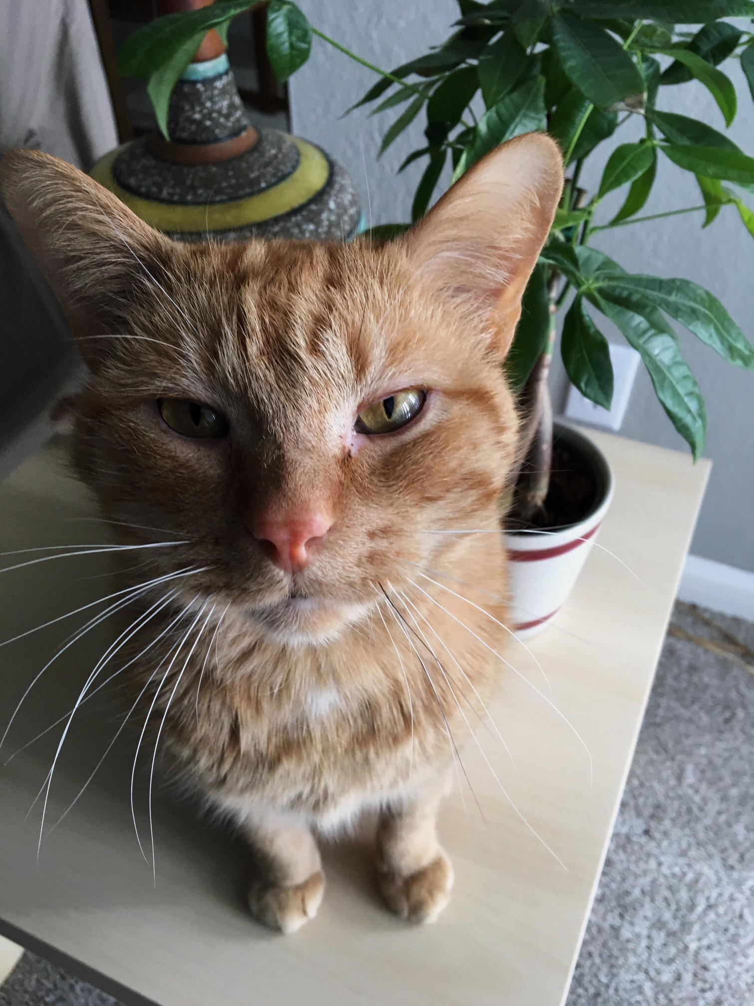 My Cat Is More Photogenic Than Me. Here He Is Posing with Our Money Tree, Bill Gates.