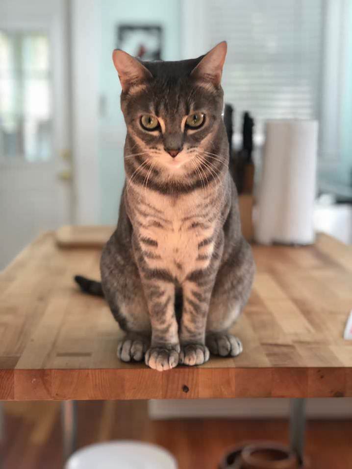 My Cat Looking Like Hes About to Kill Me