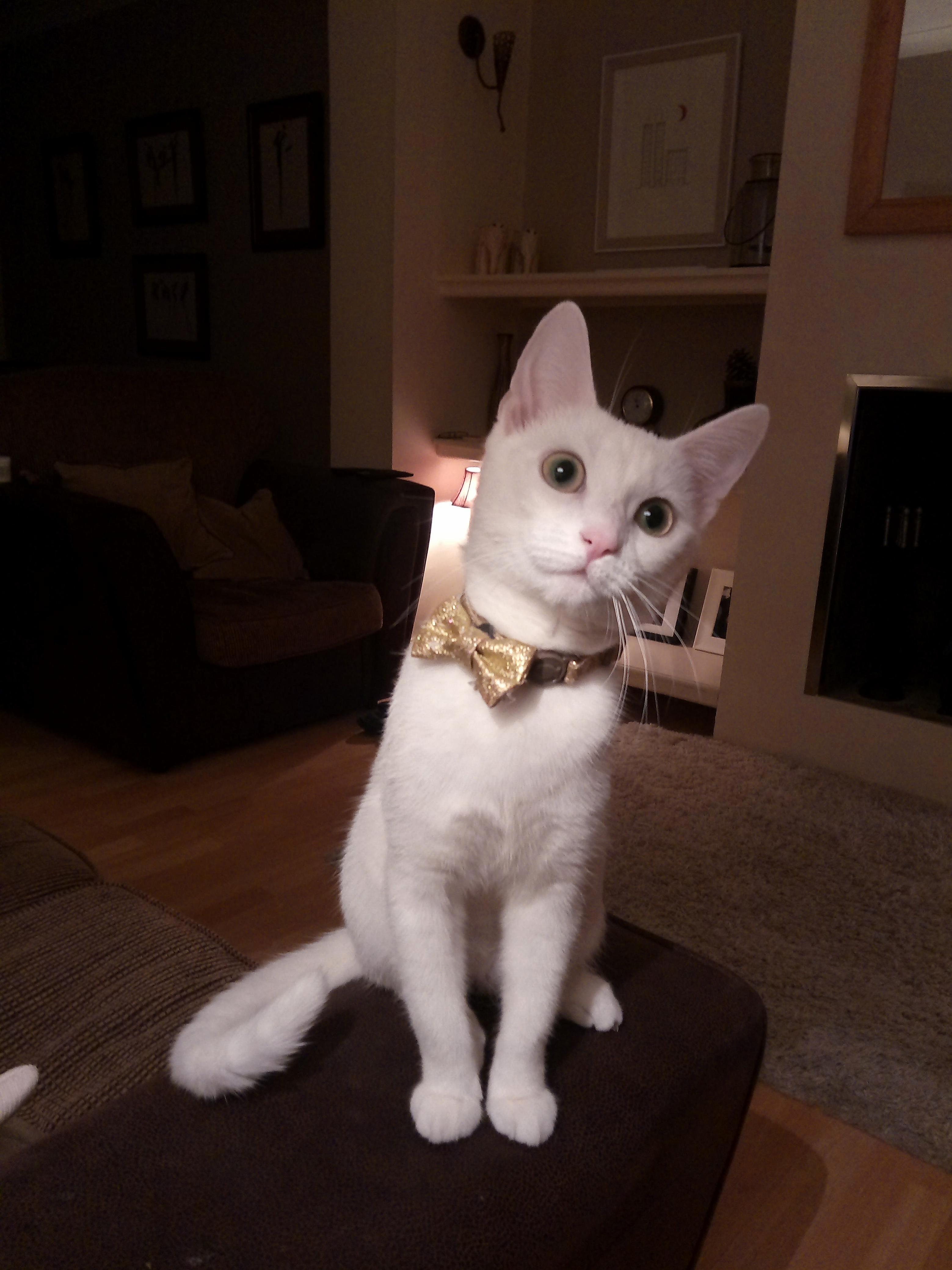 My Cat Sees Dead People