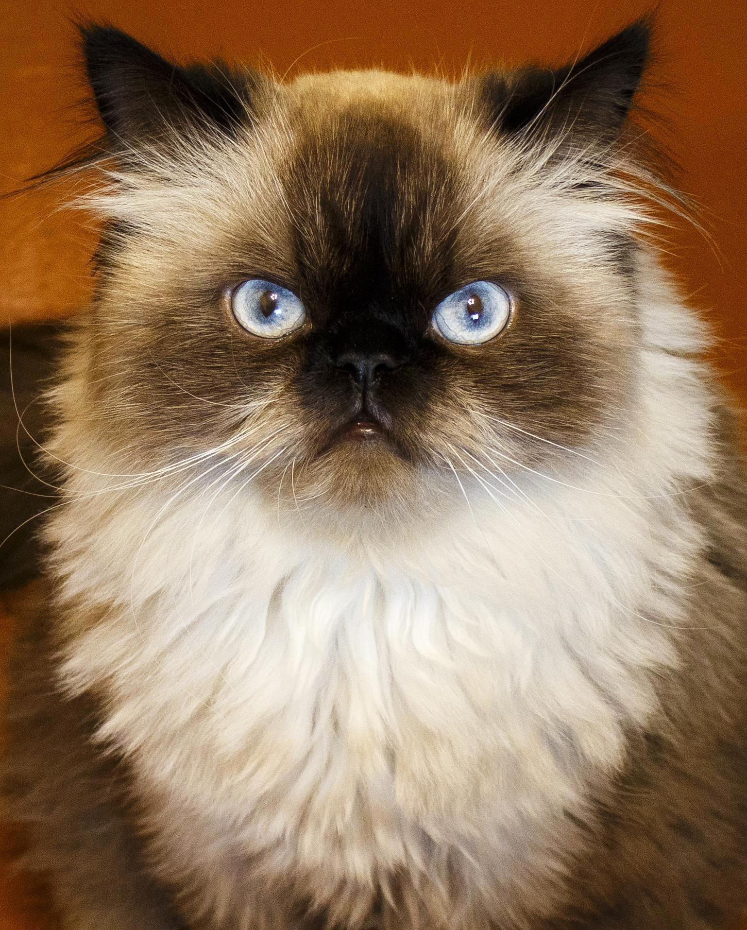 My Colorpoint Persian Posing for Picture. Biggi Smalls.