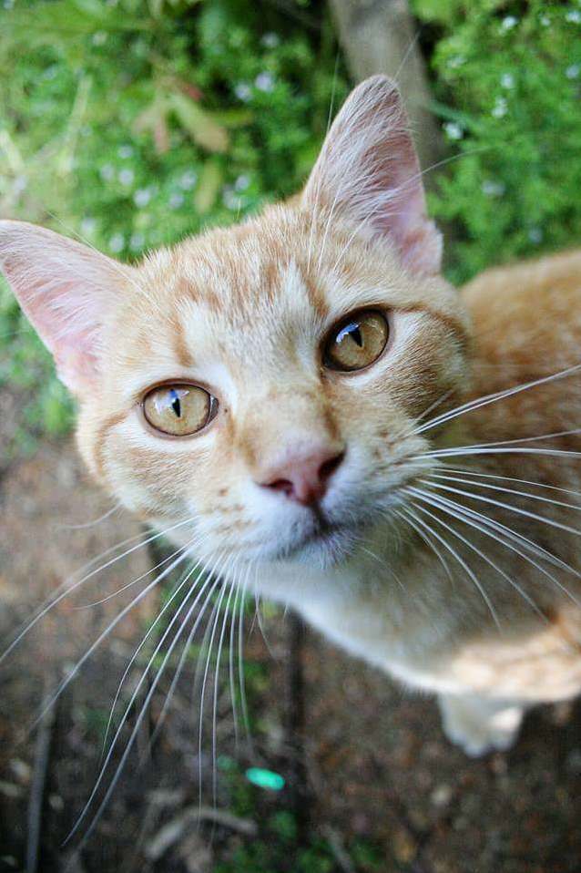 My Curious Boy
