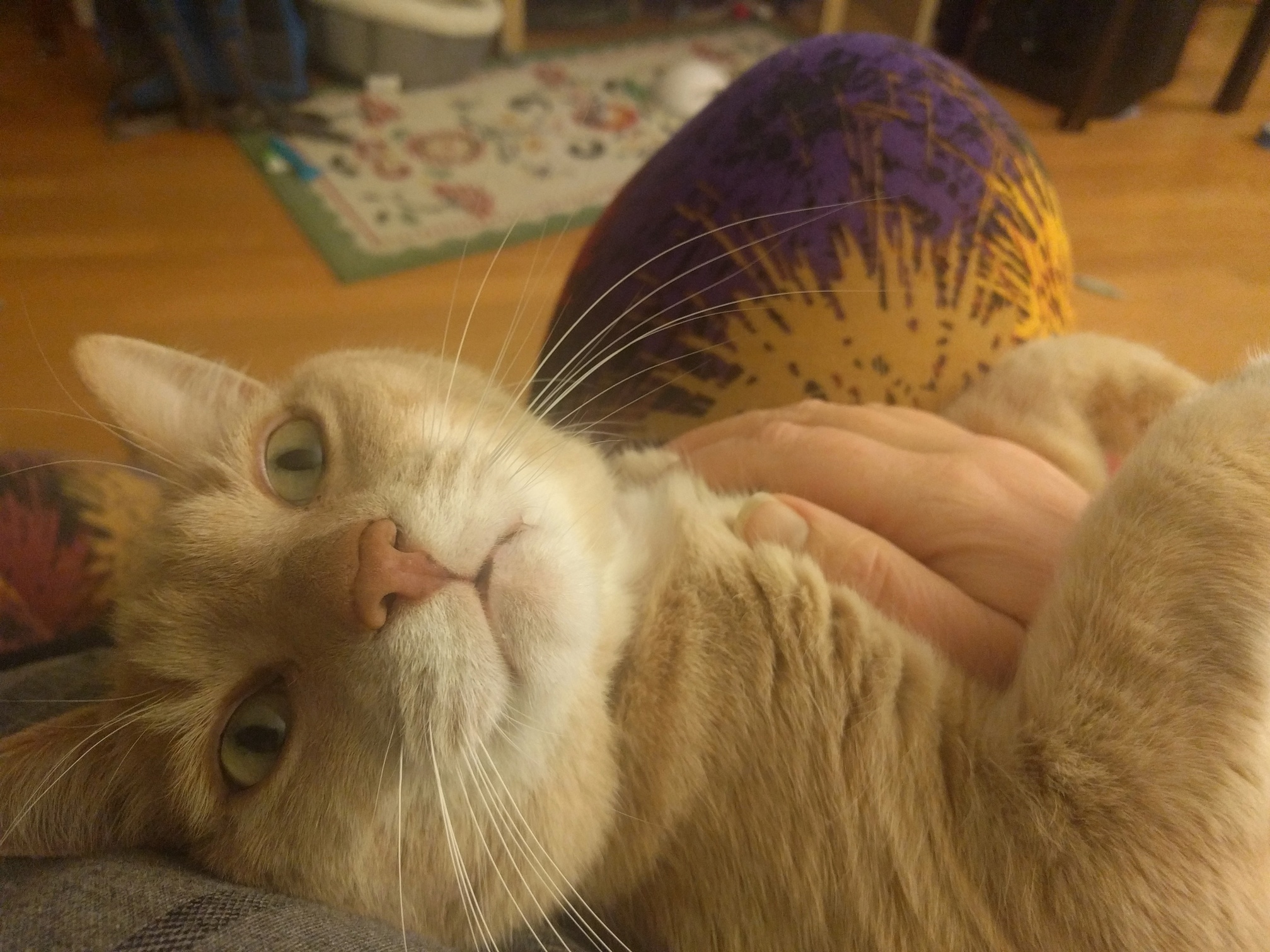 My Favorite Pic of My Sweet Fella. This Is My Velcro.