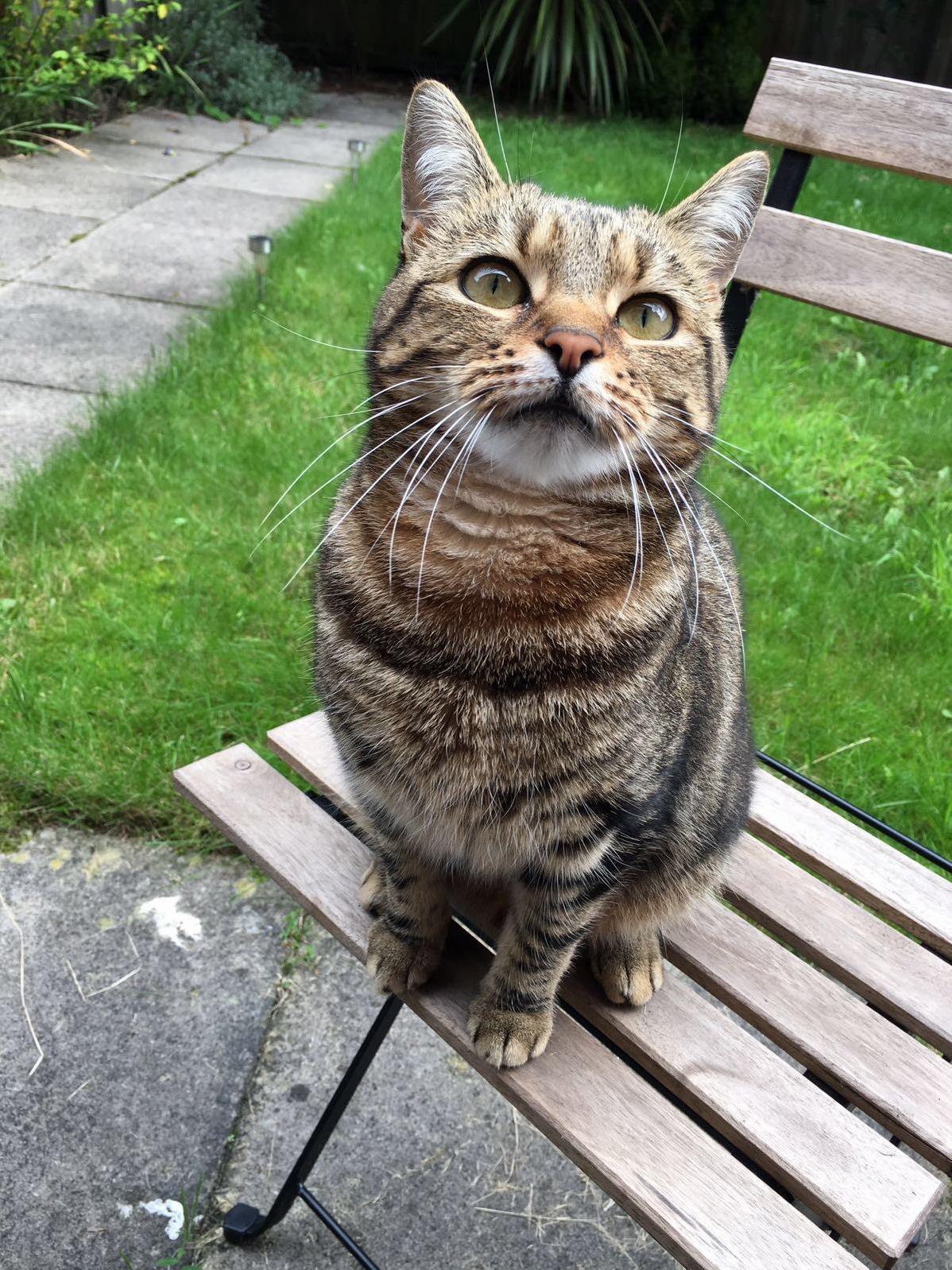 My Friends Cat I Sometimes Look After.