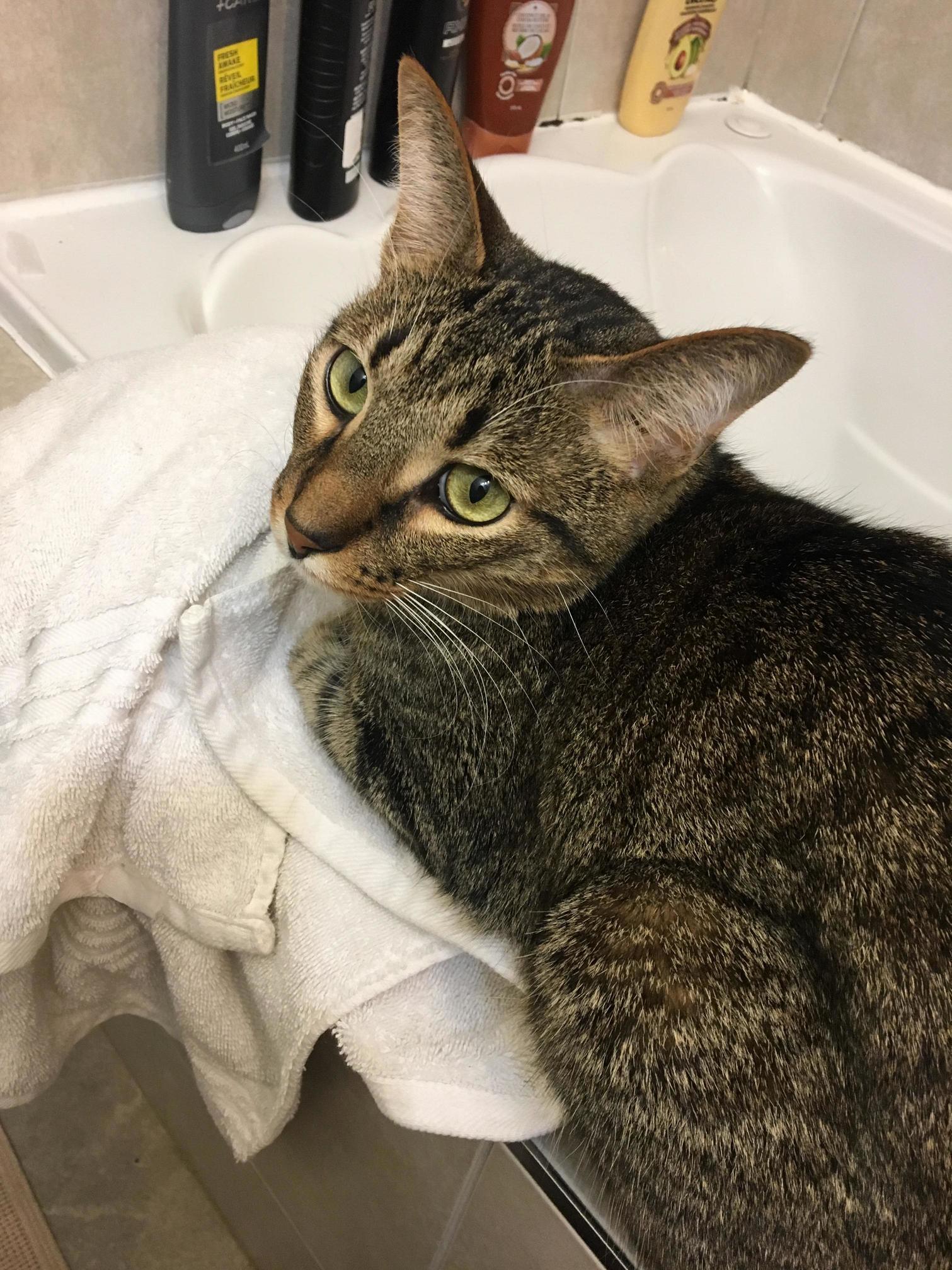 My Good Boy Keeping Me Company in the Bathroom