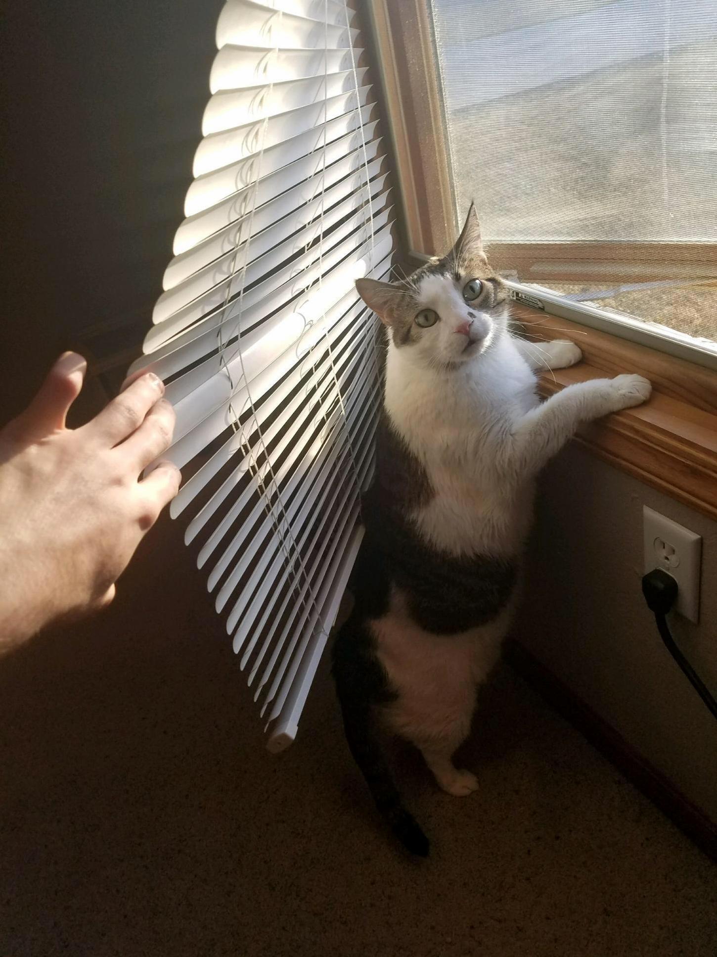 My Good Friend Has an Inside Cat and Hell Randomly Sent Me Pictures of Her from Time to Time.