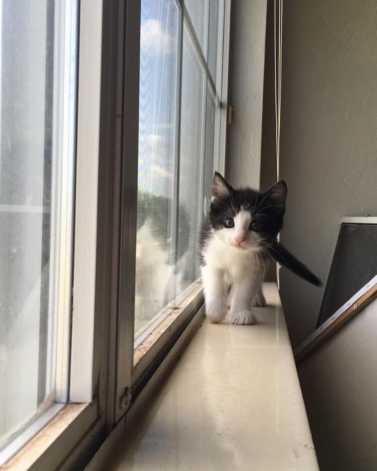 My Handsome Lil Baby, Sir