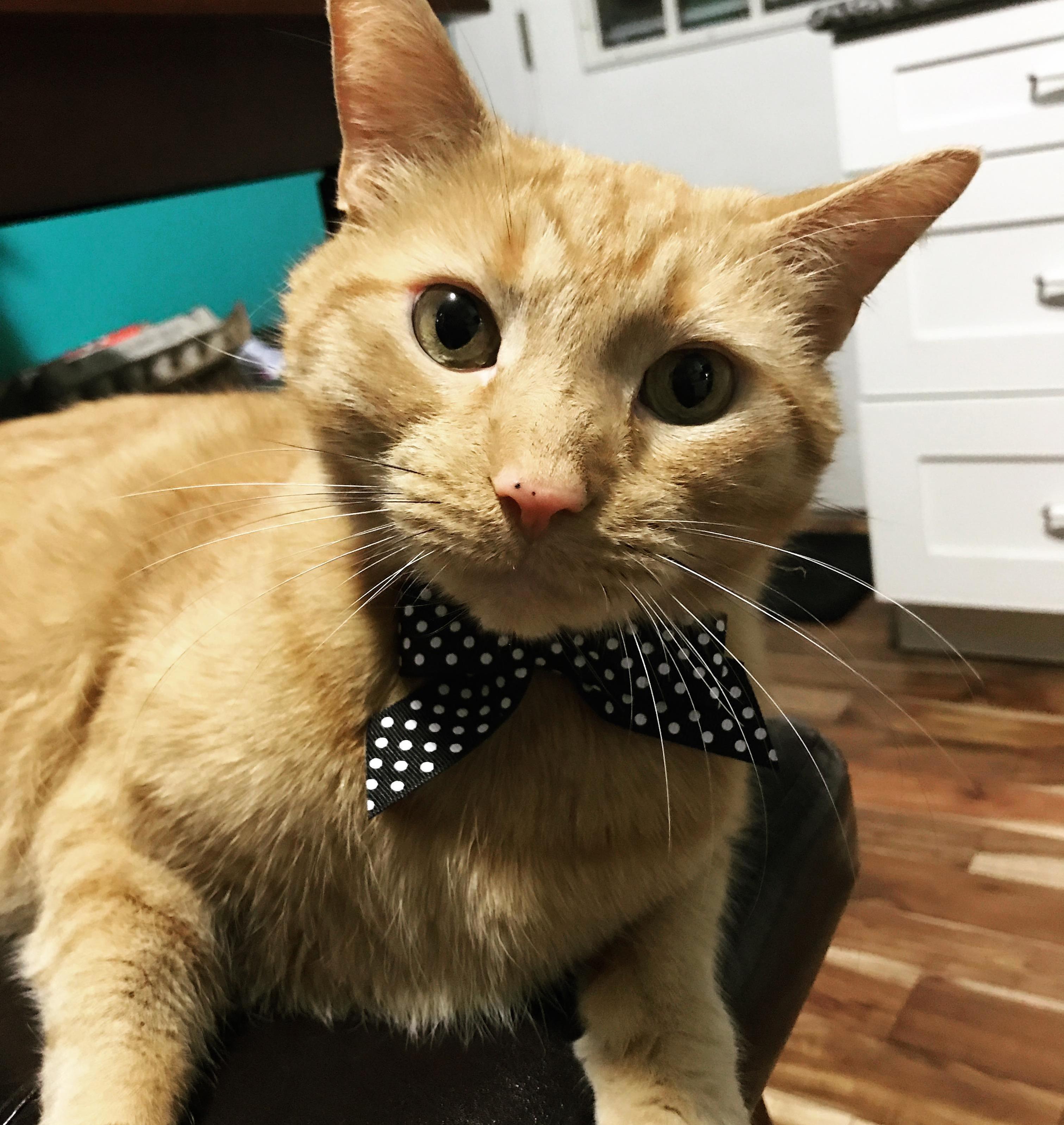 My Handsome Man Looking Fresh with His New Bowtie