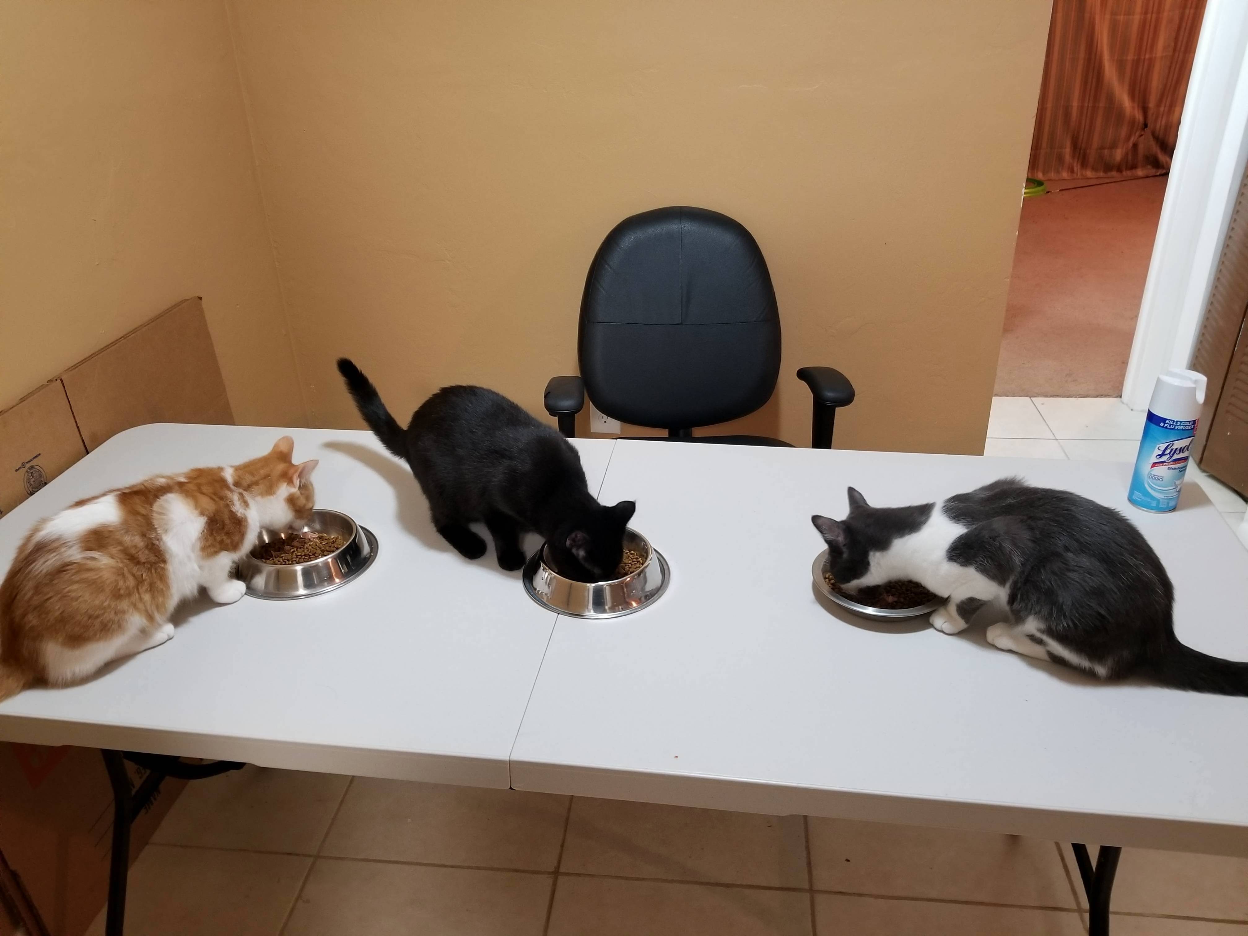My Kids Enjoying Their Food.