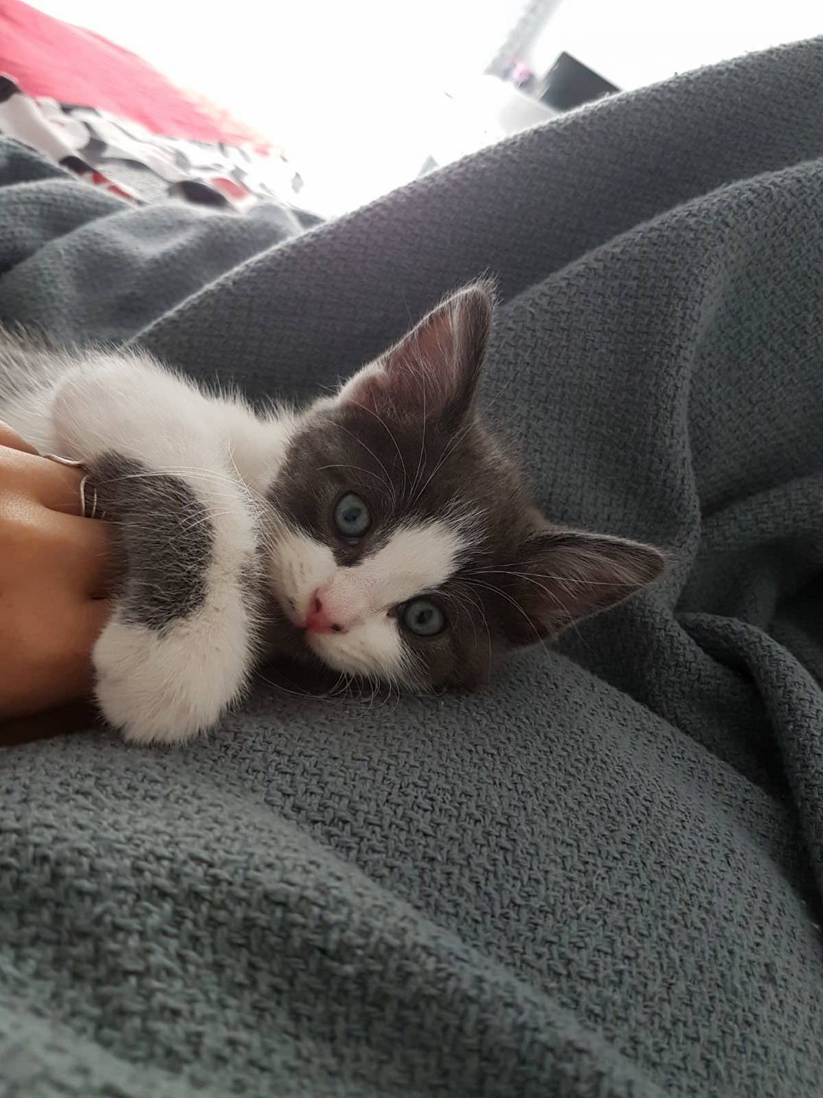 My Kitten Bunny That Was Found Outside Trapped on a Fence.