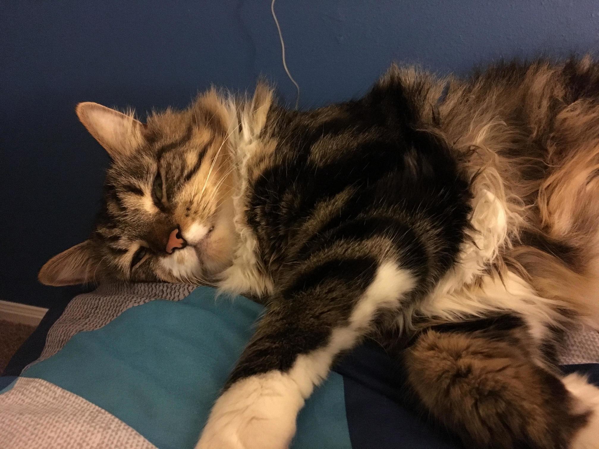 My Lazy Boy Arbour.