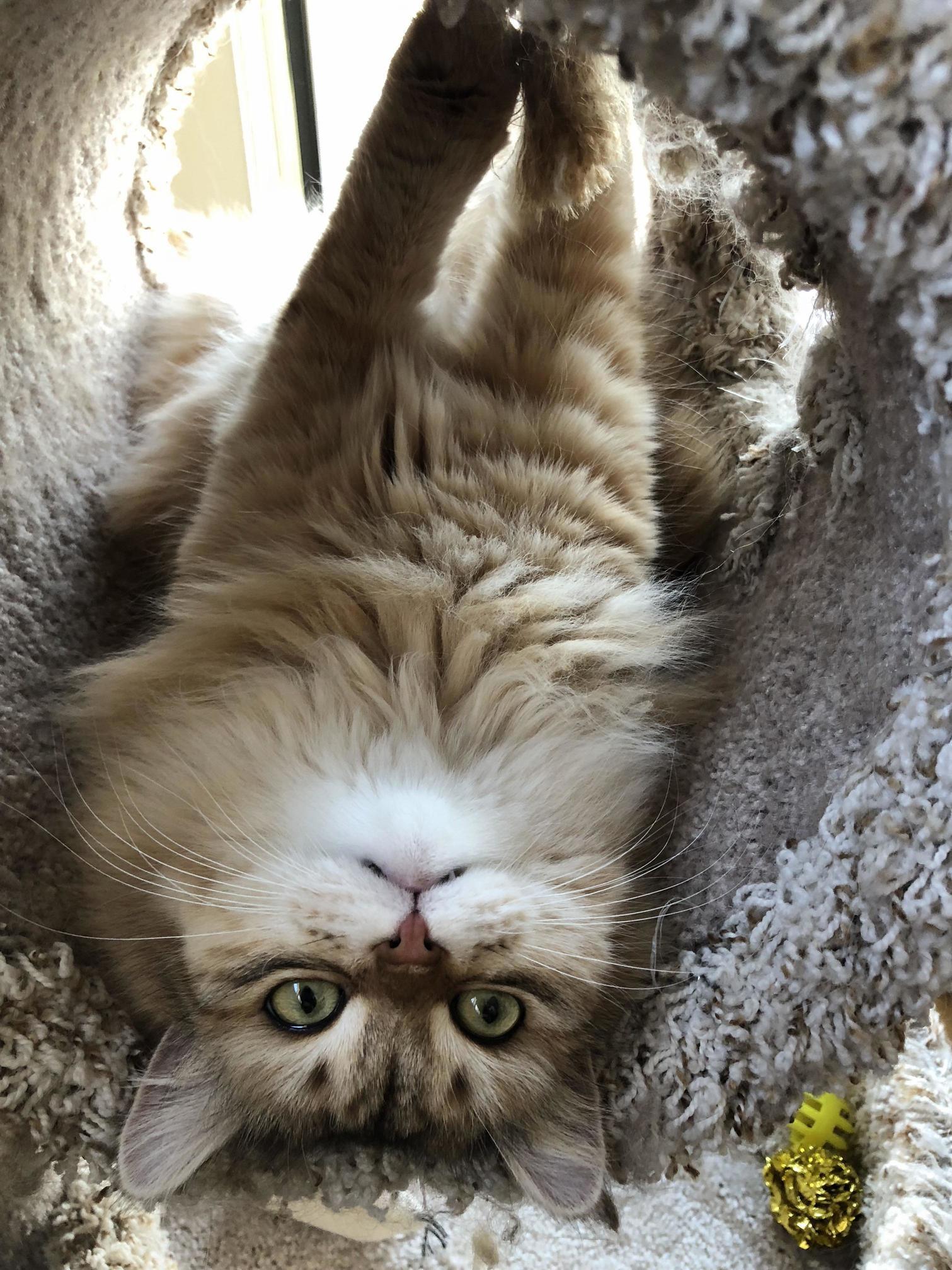 My Little Siberian, Ziffy. Shes a Pretty Girl.