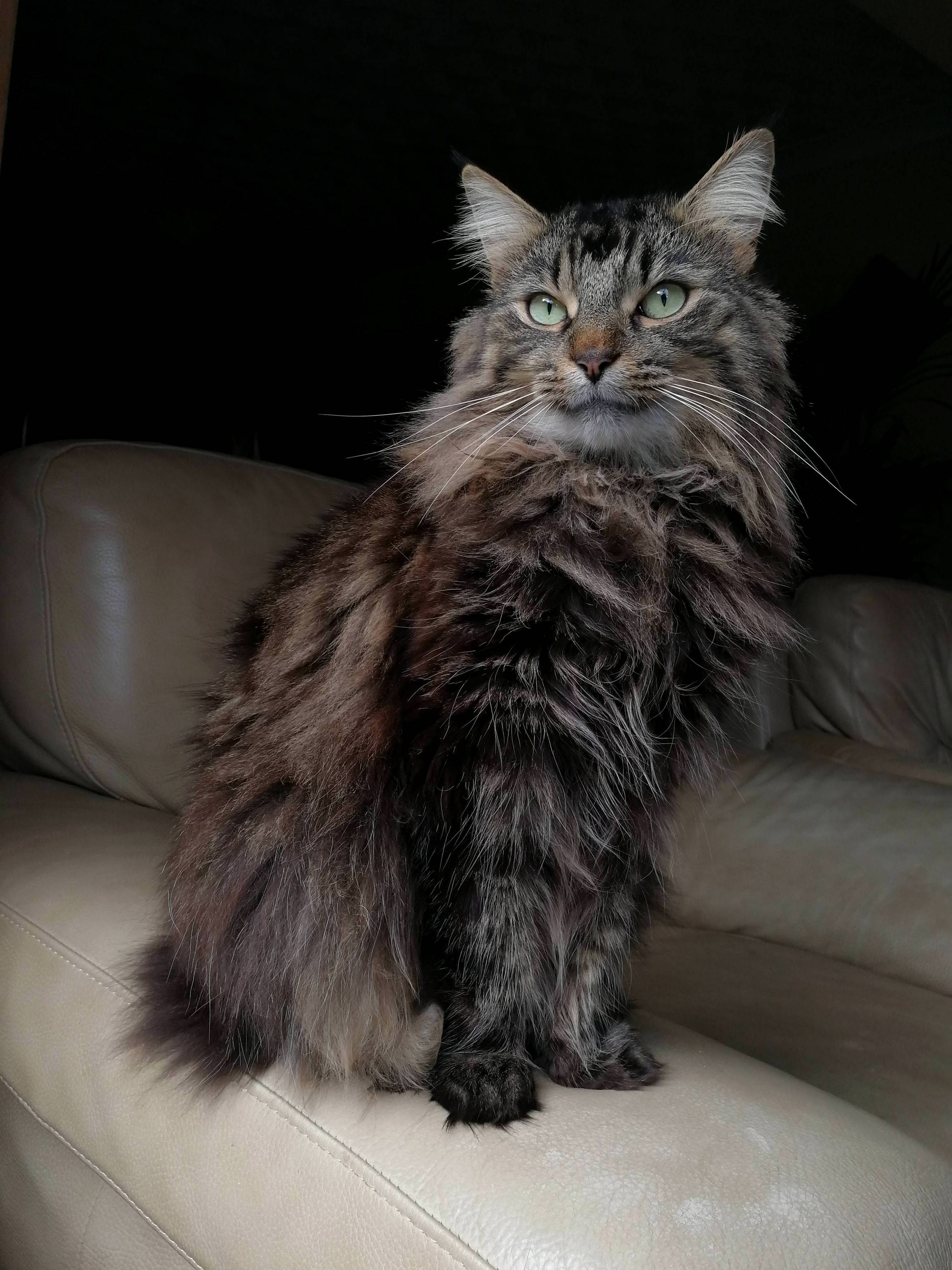 My Little Wild Cat