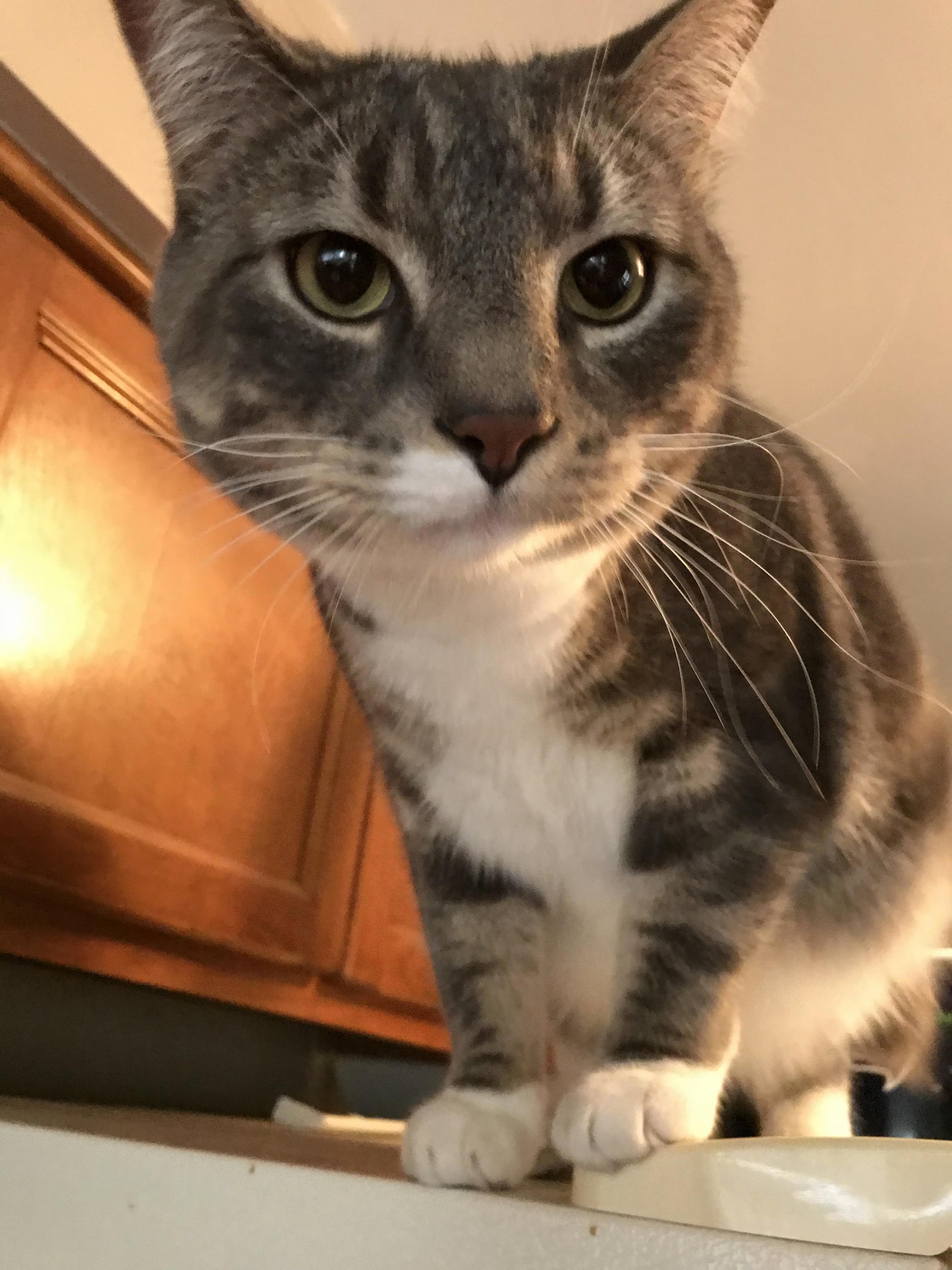 My Moms Cat Frank. He Is Quite Handsome As He Looks Down from on High. Bonus Cute Cat Paws.