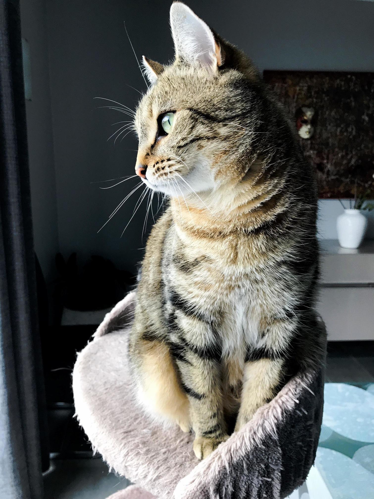 My Neighbors Asked If I Could Take Care of Their Cat. I Think Hes Beautiful