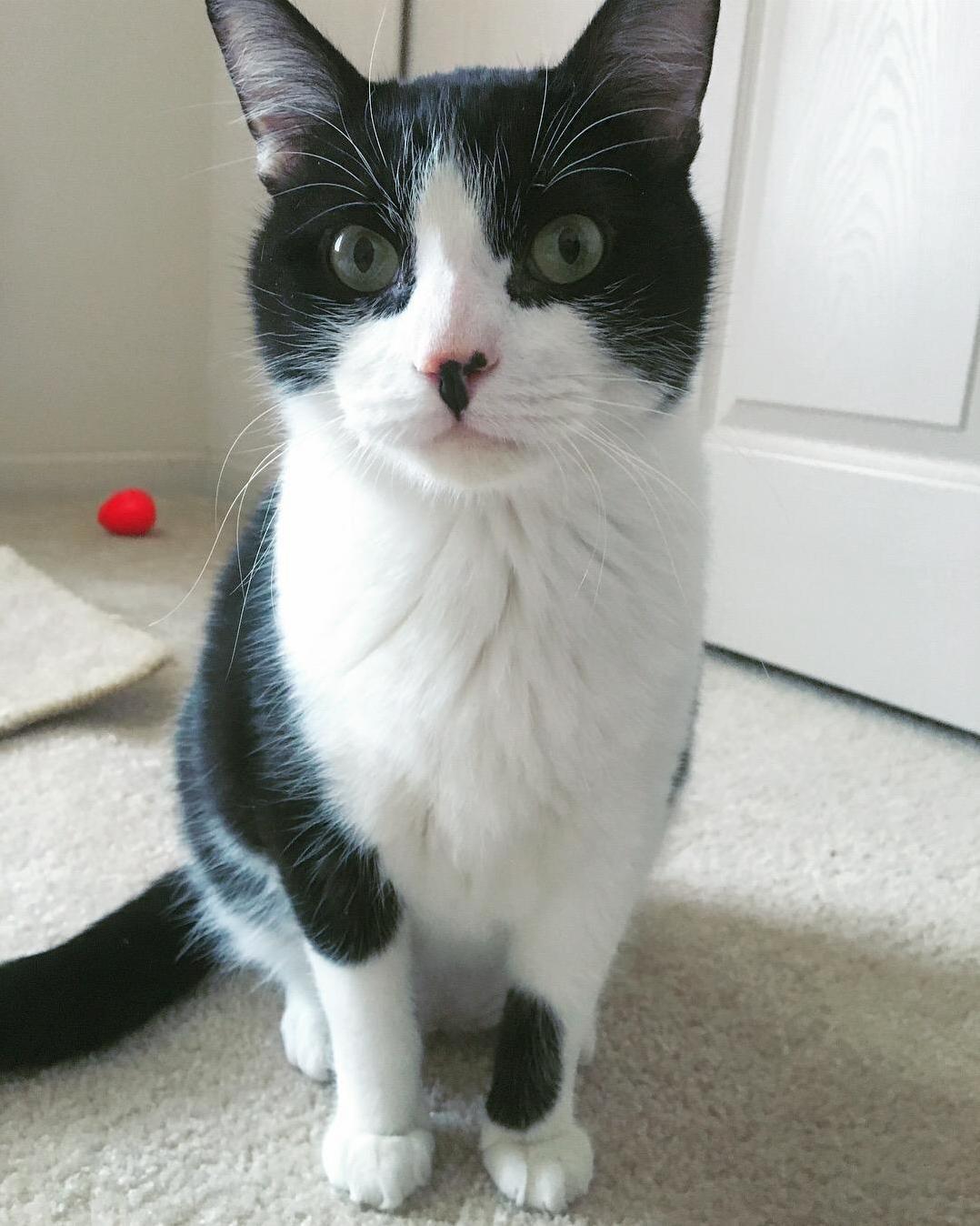 My New Little Cow