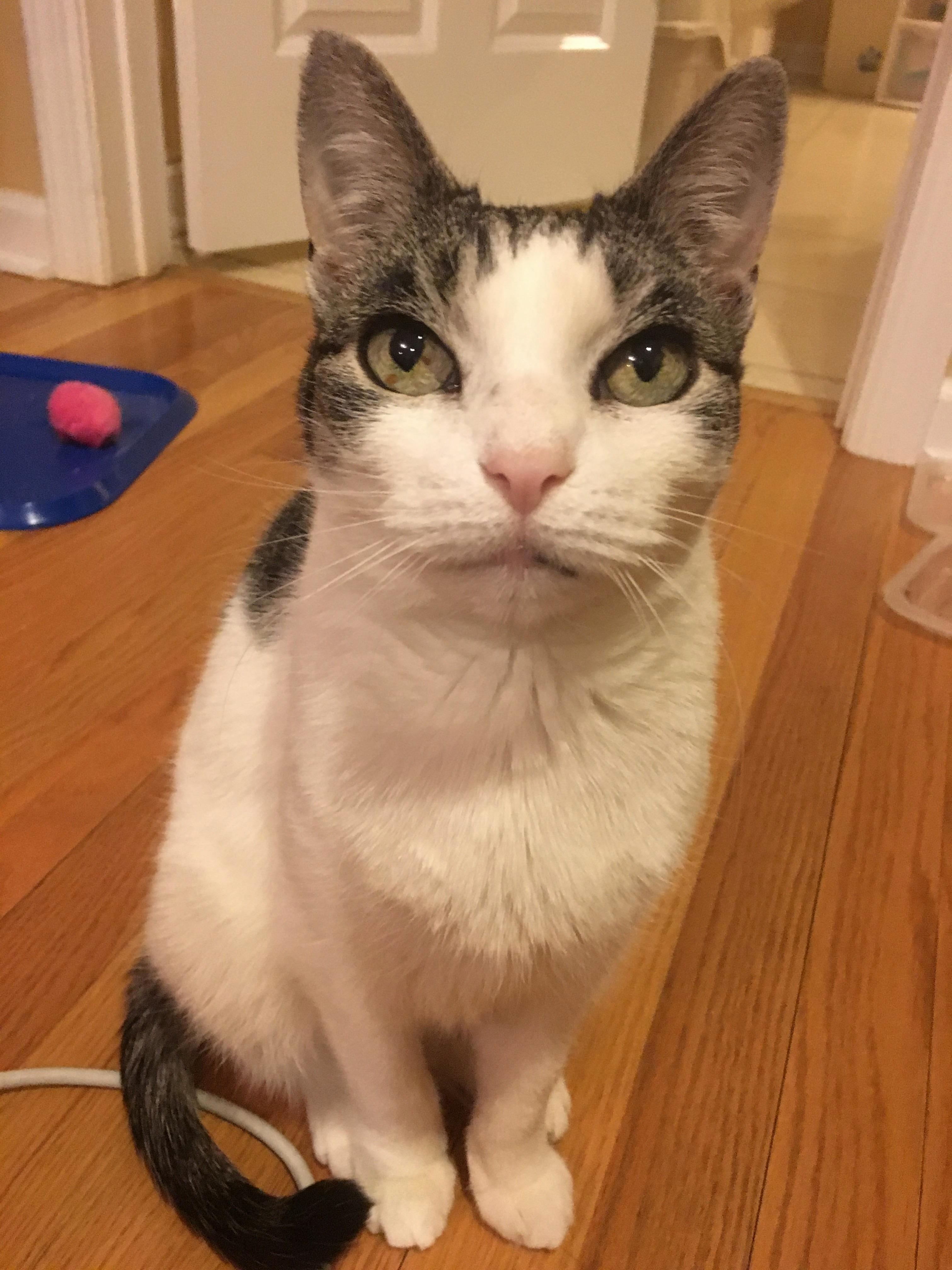 My Newly Adopted Senior Cat Looks More Like an Alien to Me