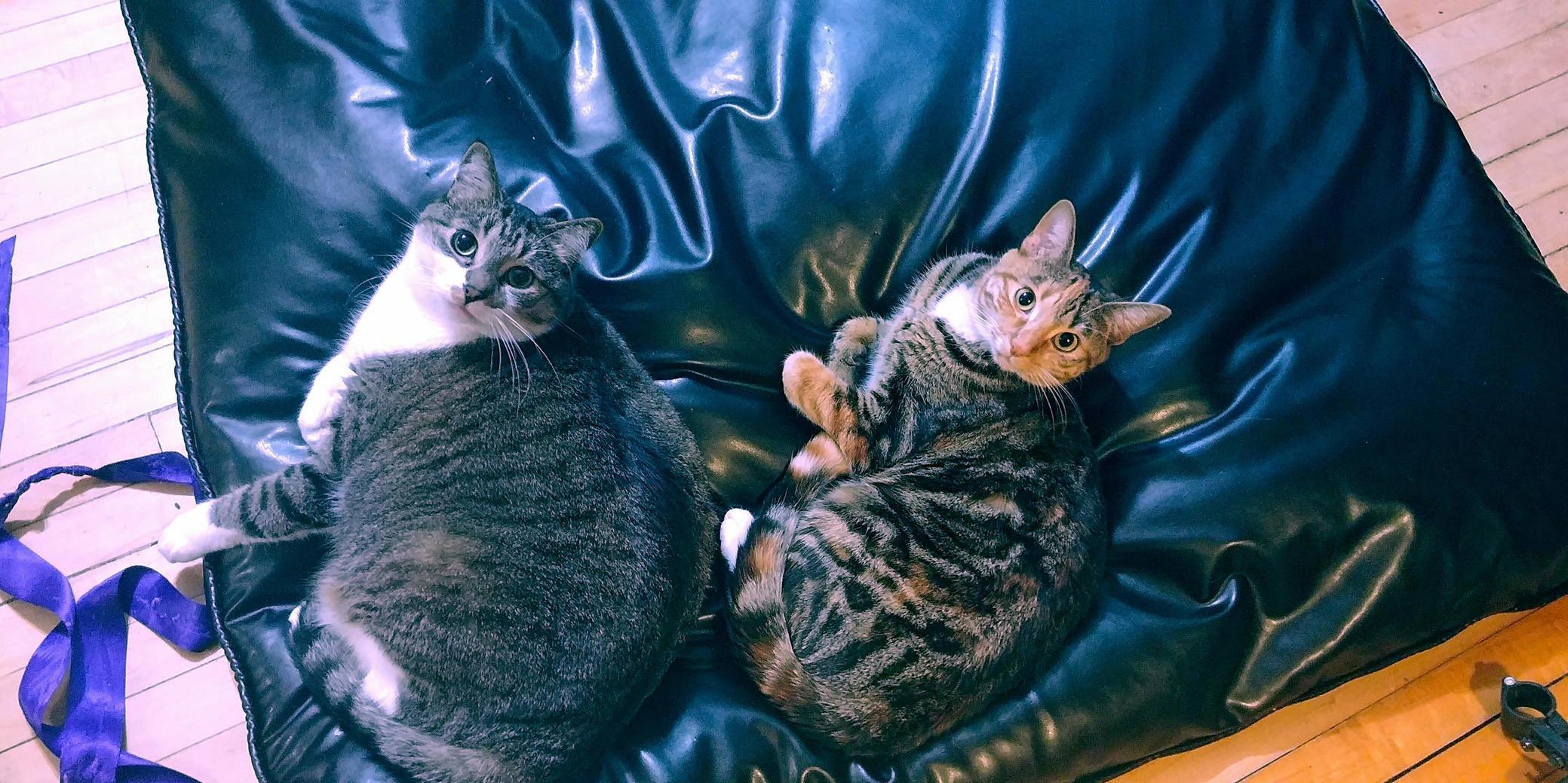 My Pair of Chi-kee Kitties.