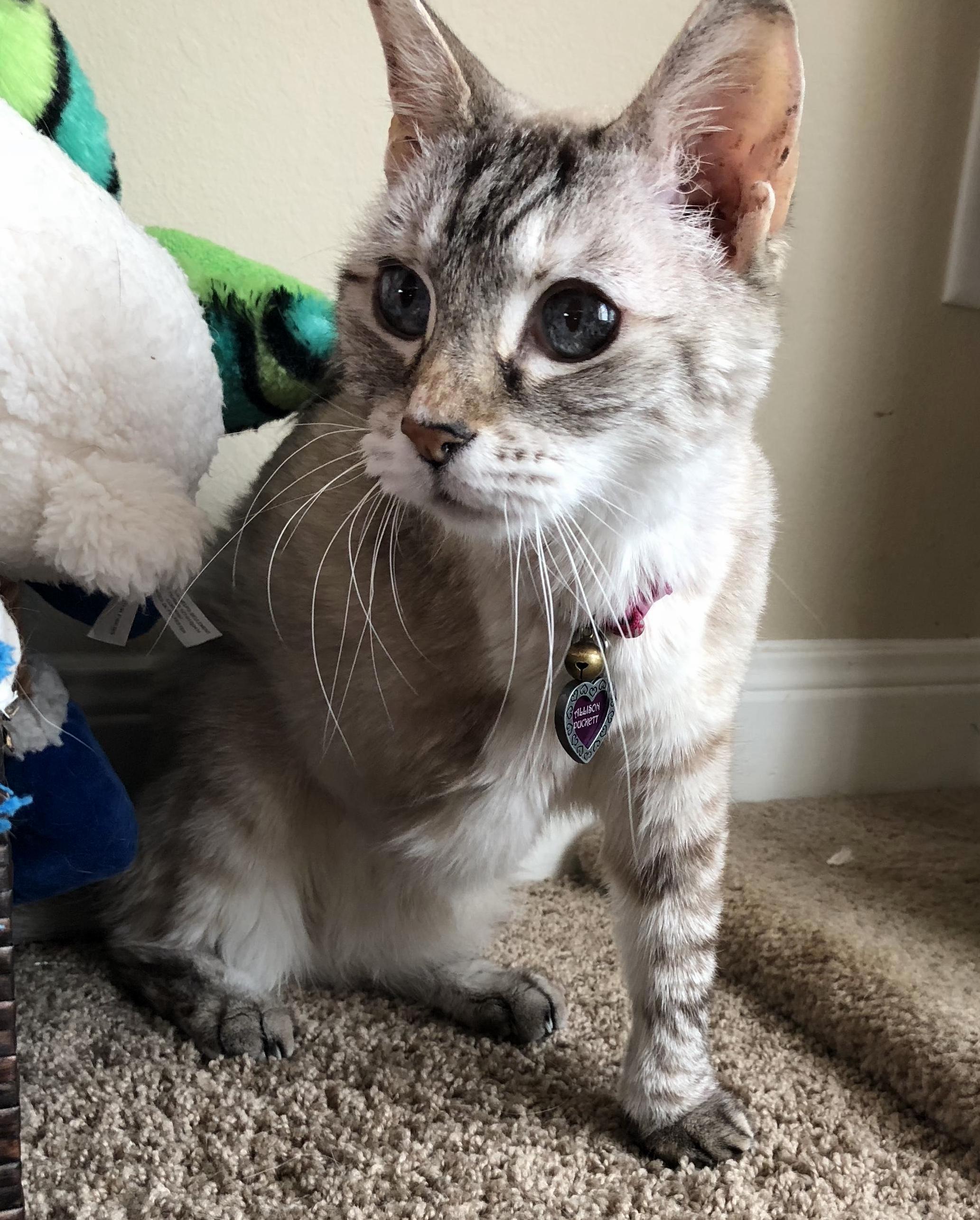 My Pretty Sixteen Year Old Tripod Kitty, Allison.