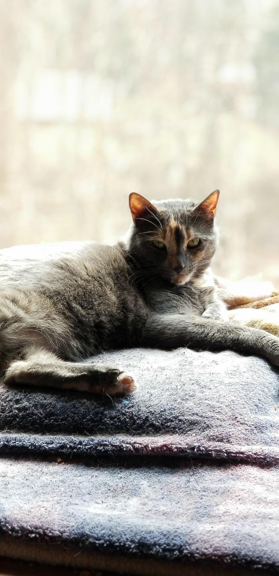 My Pretty Tortie, Olivia.