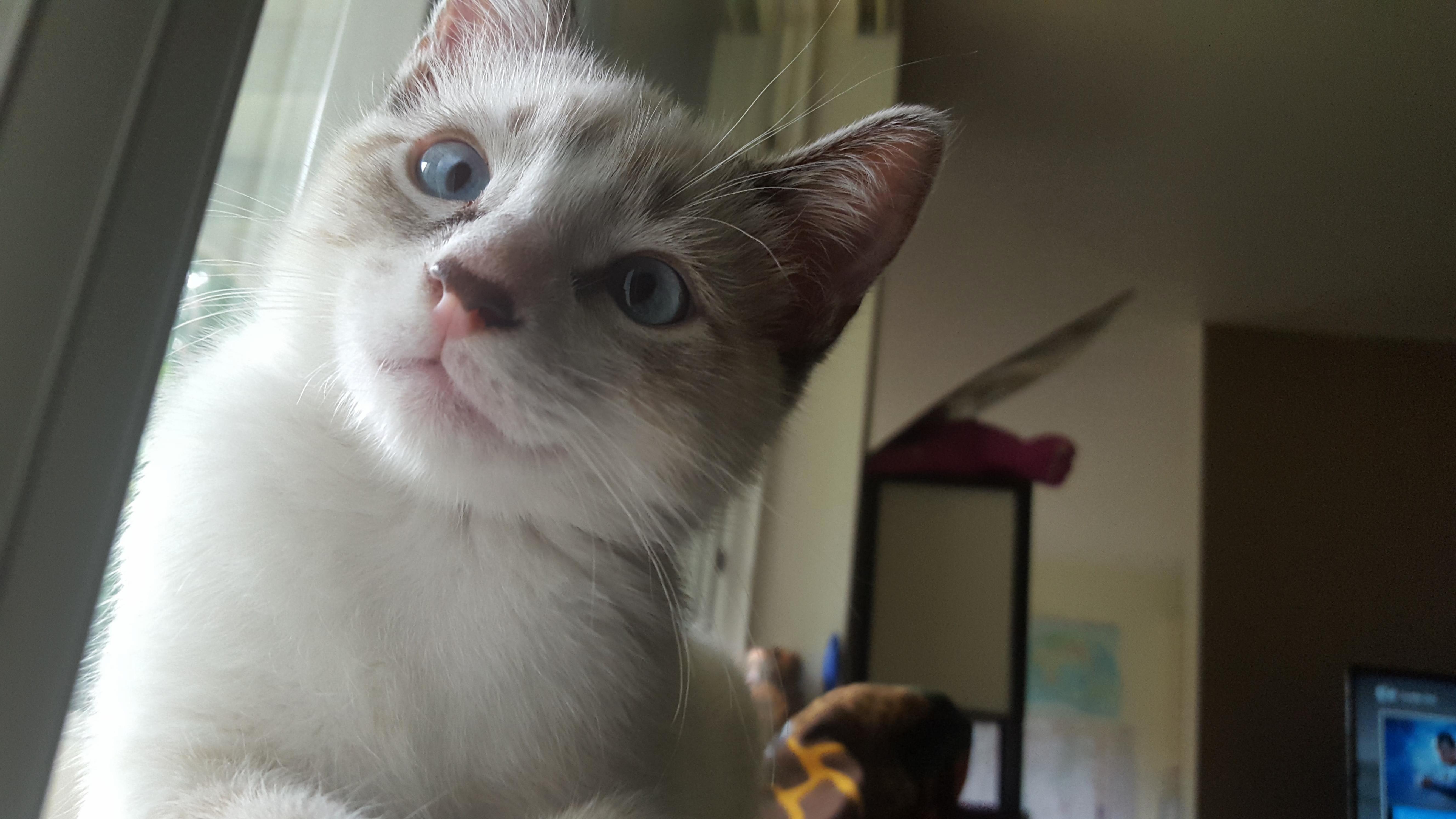 My Sometimes Cross-eyed Best Friend, Ghost.