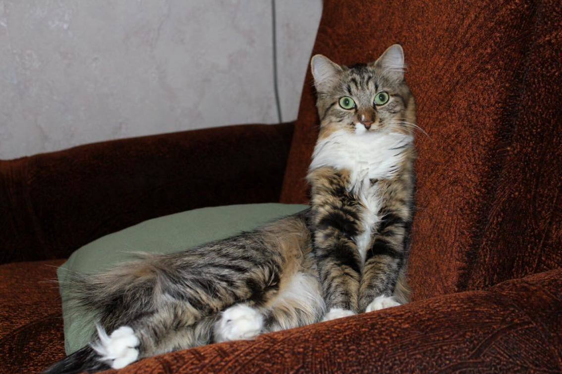 My Sweet, but Funny Cat )