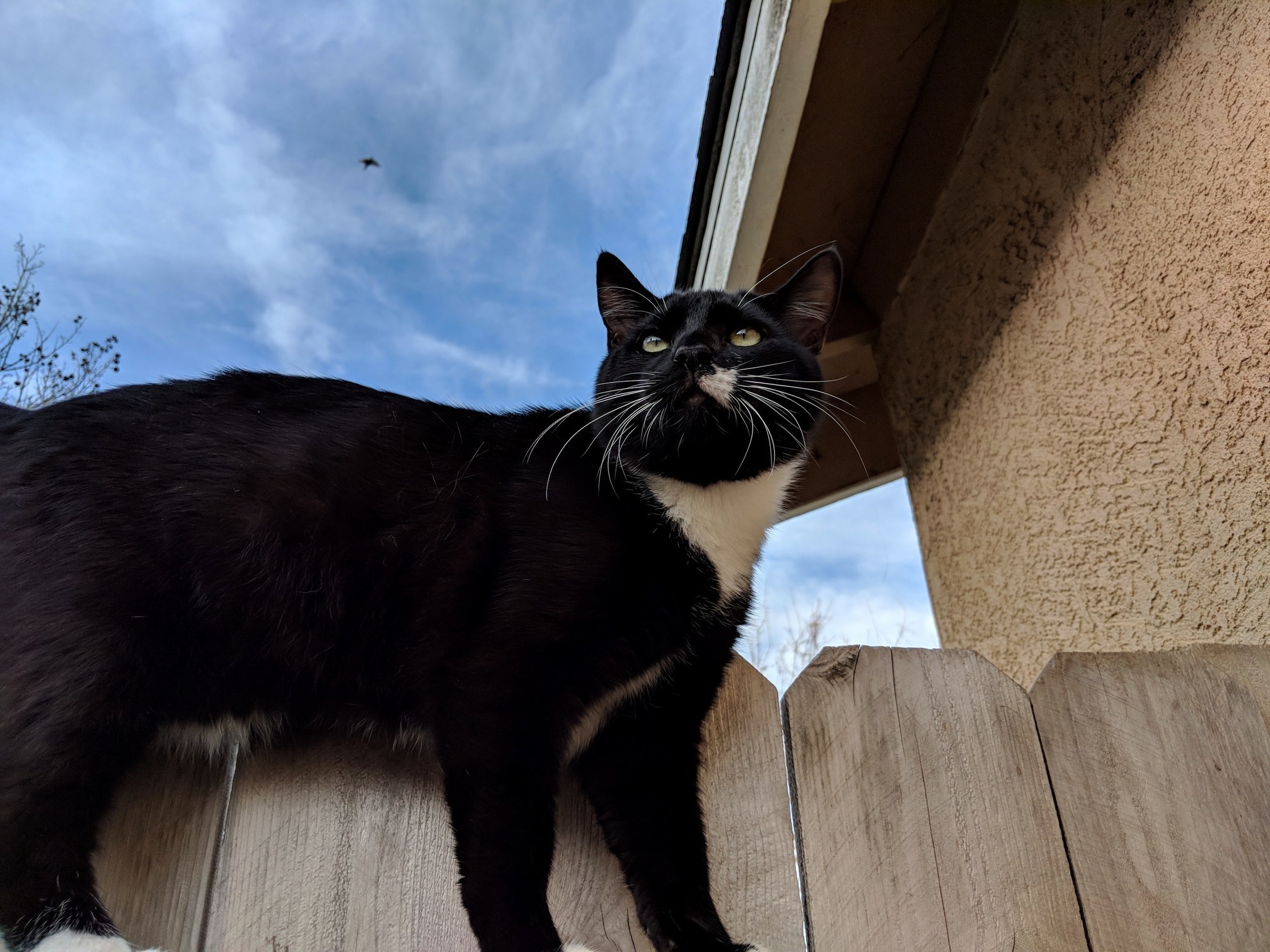 My Tuxedo King