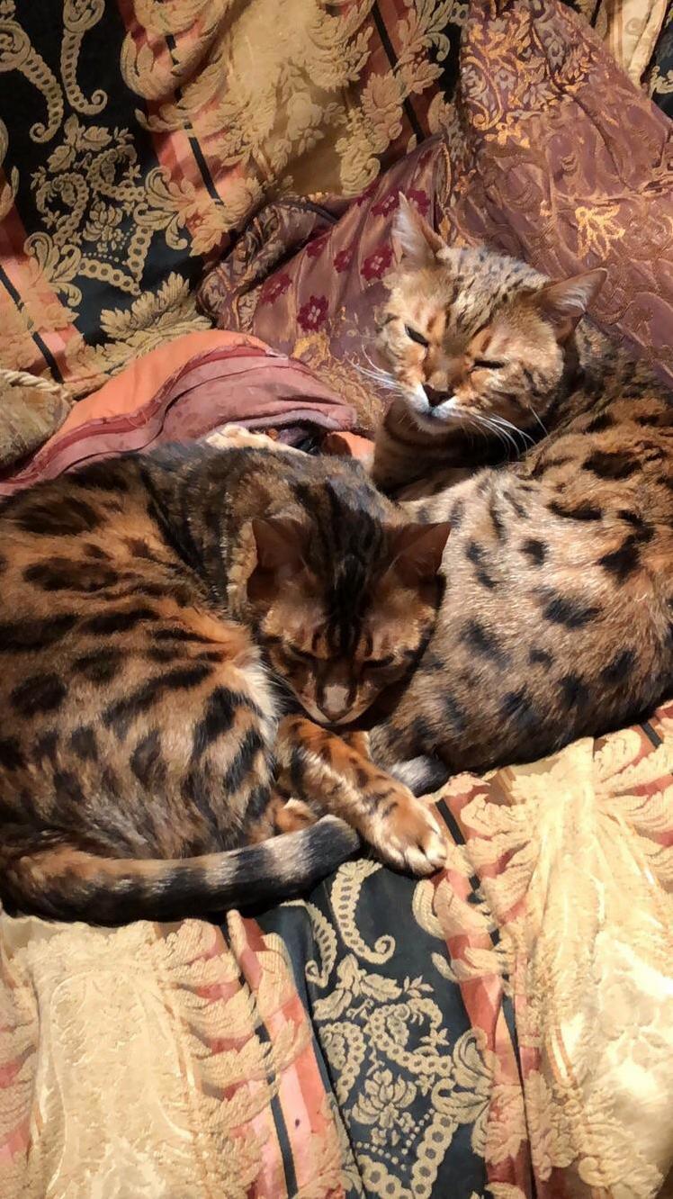 My Two Grown Up Kittens Sharing a Nap