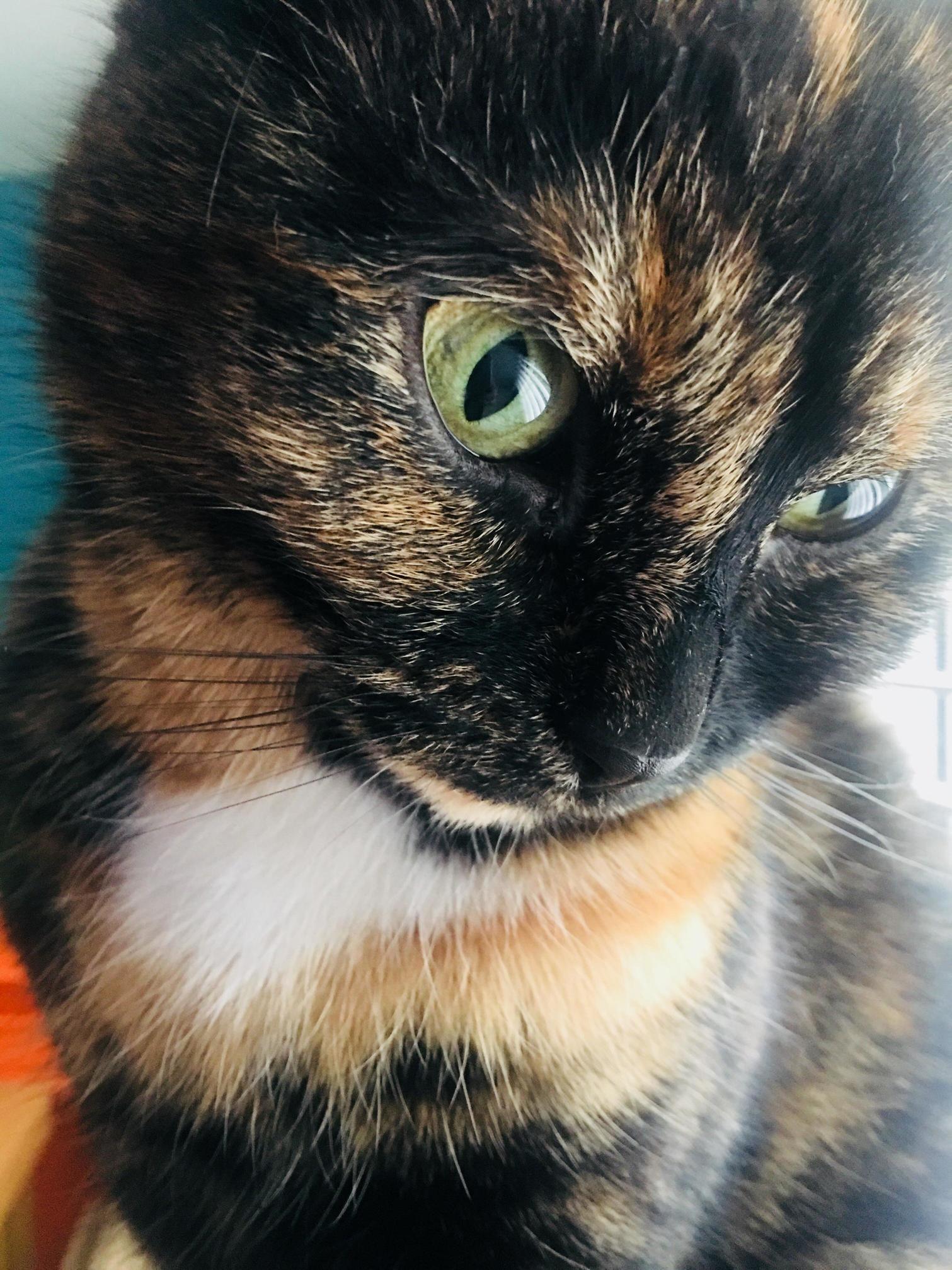 Naughty Tortie Anna