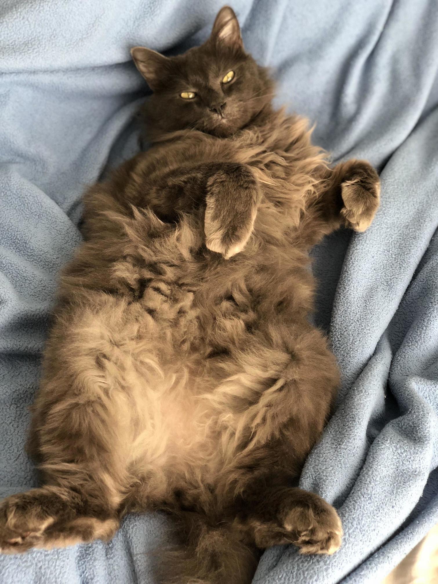 Nebelung Smiling